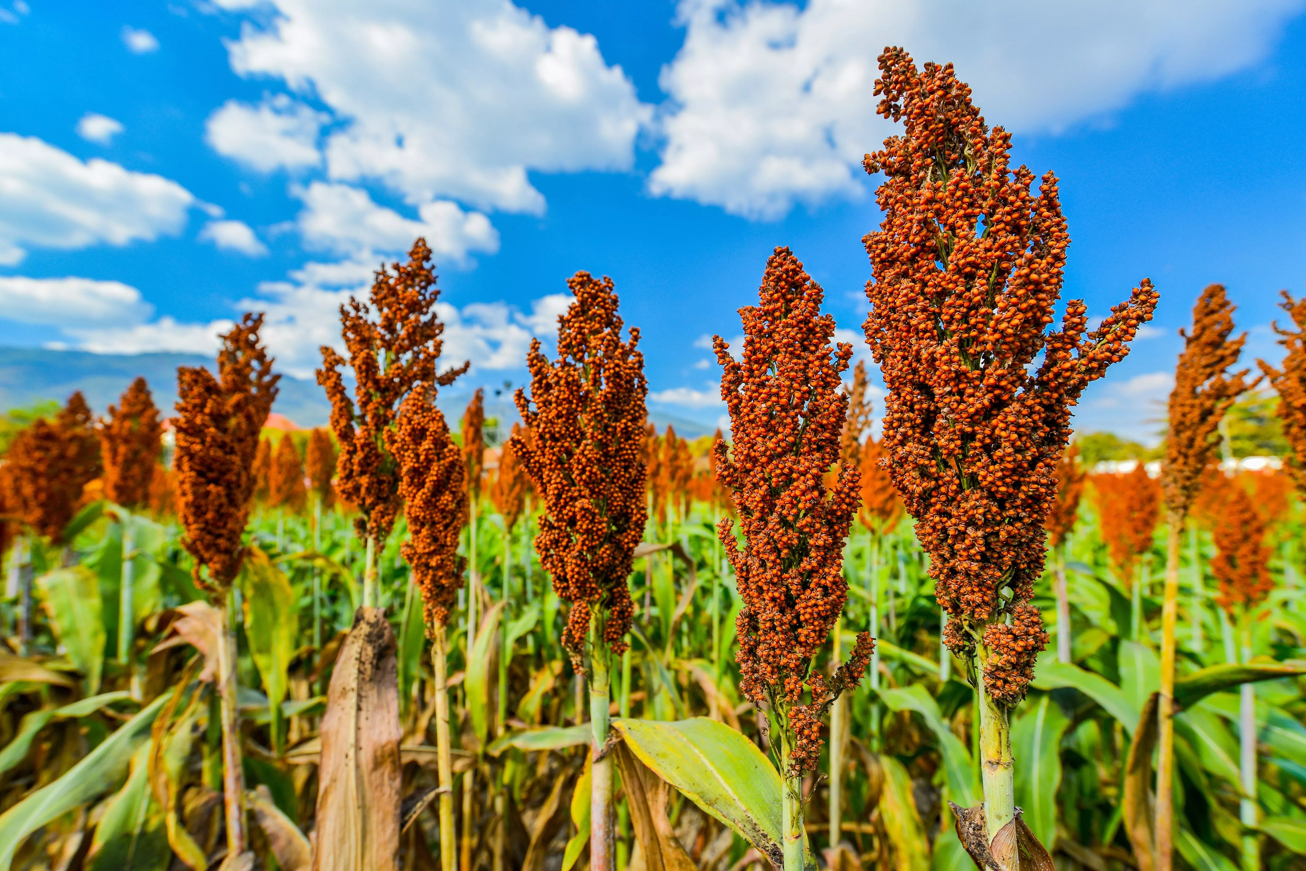 1-lb-bulk-honey-drip-sorghum-bicolor-honey-drop-syrup-grain-vegetable-pound-22-4 1 Lb BULK HONEY DRIP SORGHUM Bicolor Honey Drop Syrup Grain Vegetable Pound 22,400 Seeds