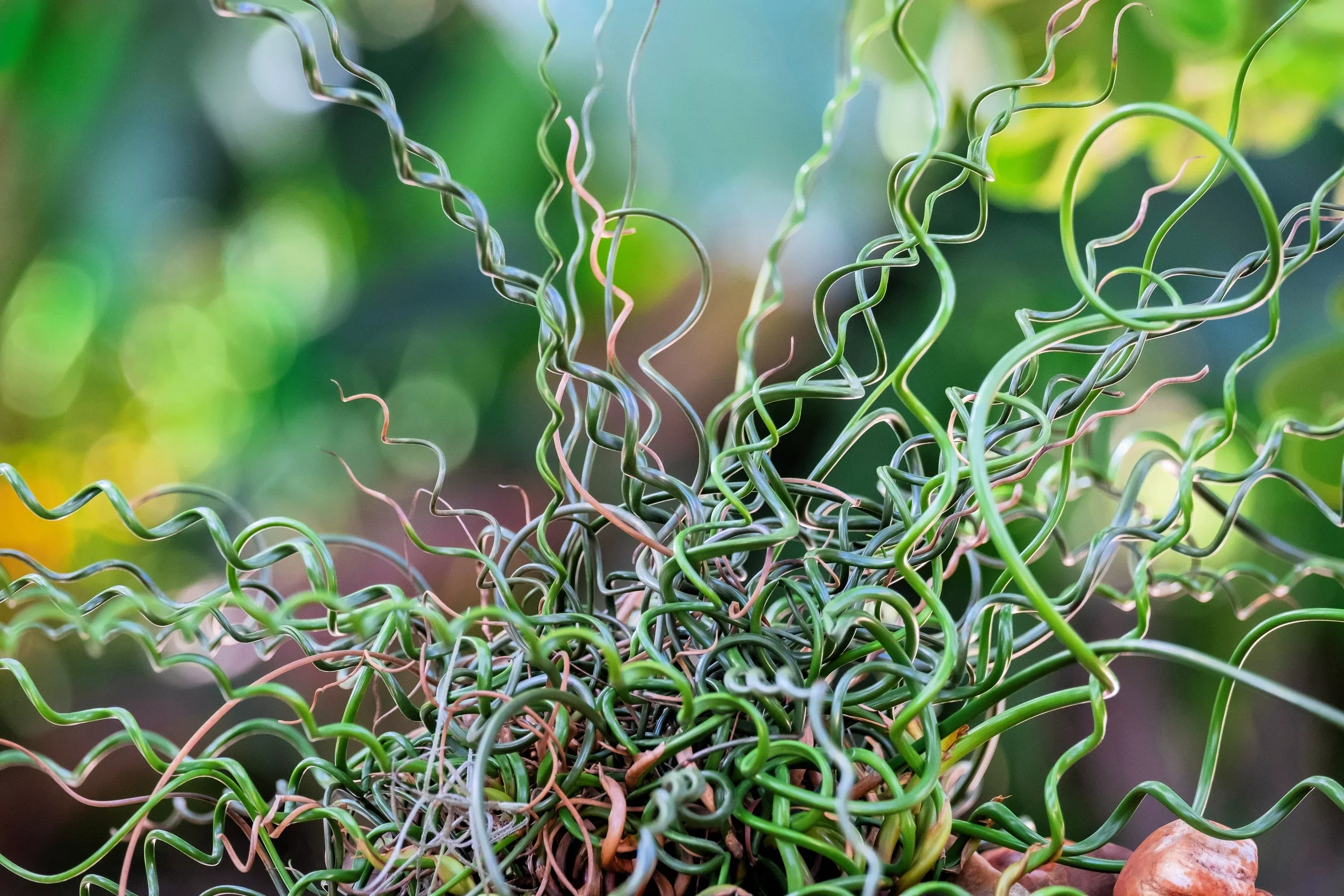 10-corkscrew-rush-spiral-grass-juncus-effusus-spiralis-wetland-pond-seeds 10 CORKSCREW RUSH Spiral Grass Juncus Effusus Spiralis Wetland Pond Seeds