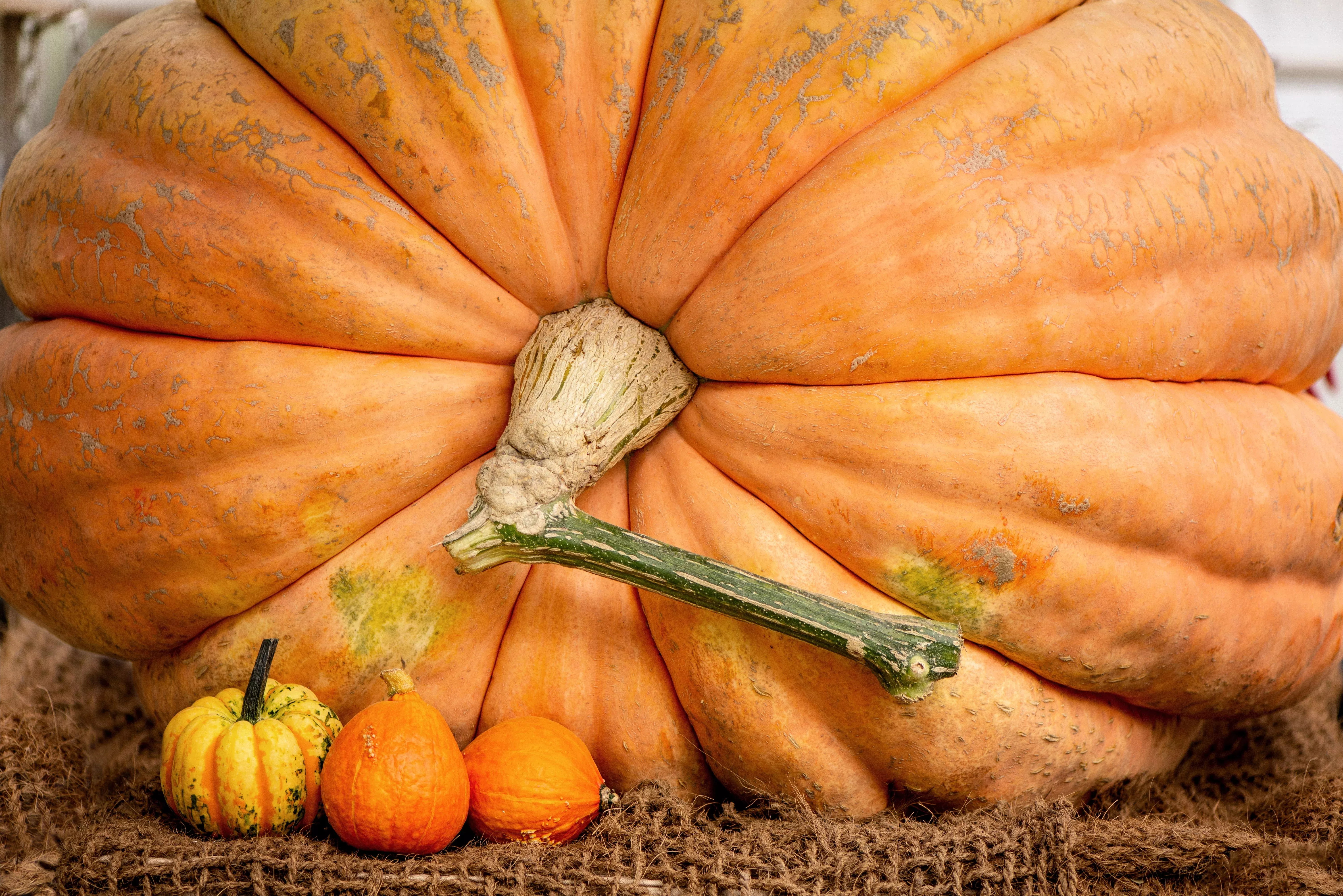 10-dill-s-atlantic-giant-pumpkin-up-to-2000-lb-cucurbita-vegetable-seeds 10 Dill's ATLANTIC GIANT PUMPKIN Up to 2000 lb Cucurbita Vegetable Seeds