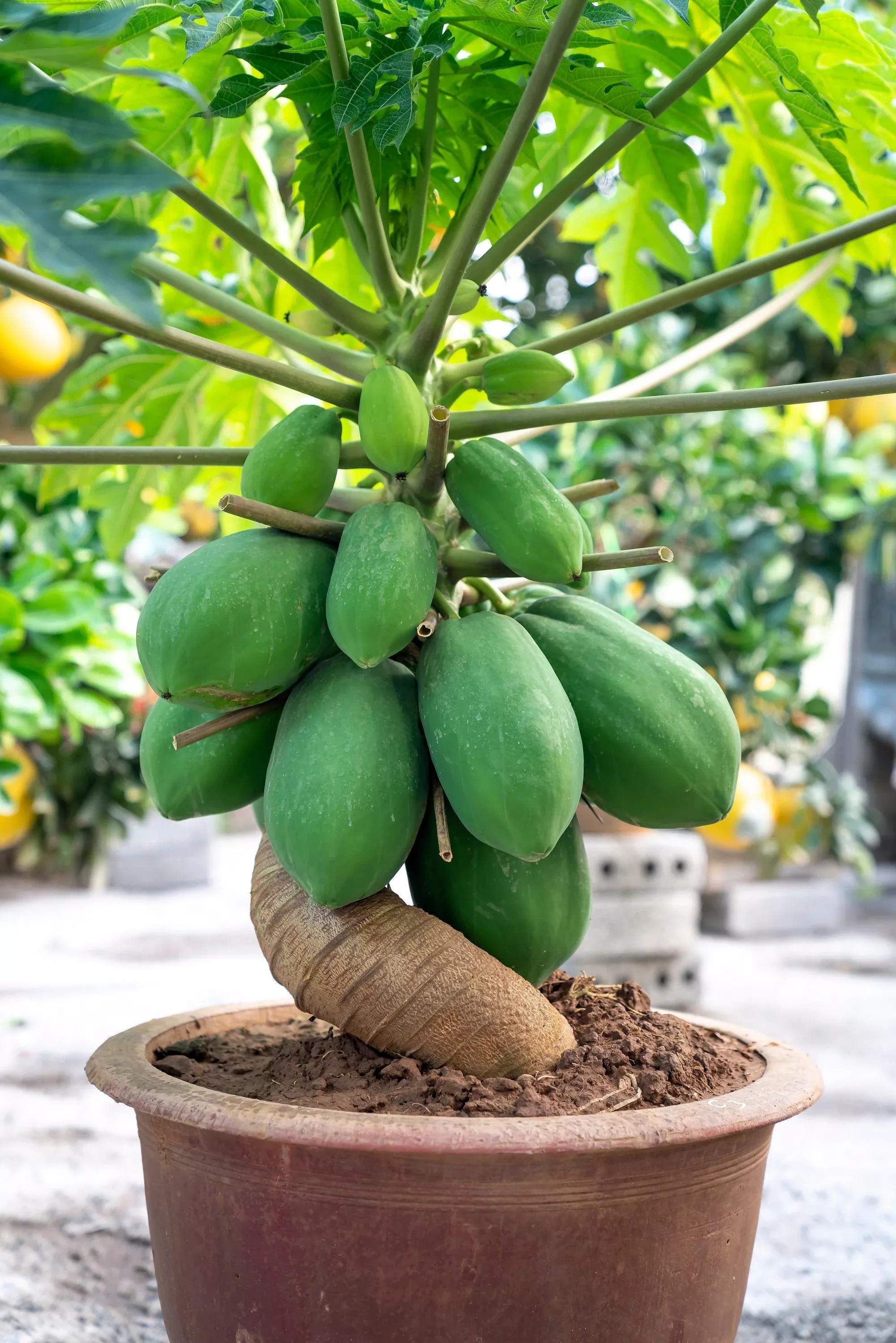 10-dwarf-waimanalo-papaya-solo-hawaiian-carica-fruit-tree-houseplant-seeds 10 DWARF WAIMANALO PAPAYA Solo Hawaiian Carica Fruit Tree Houseplant Seeds