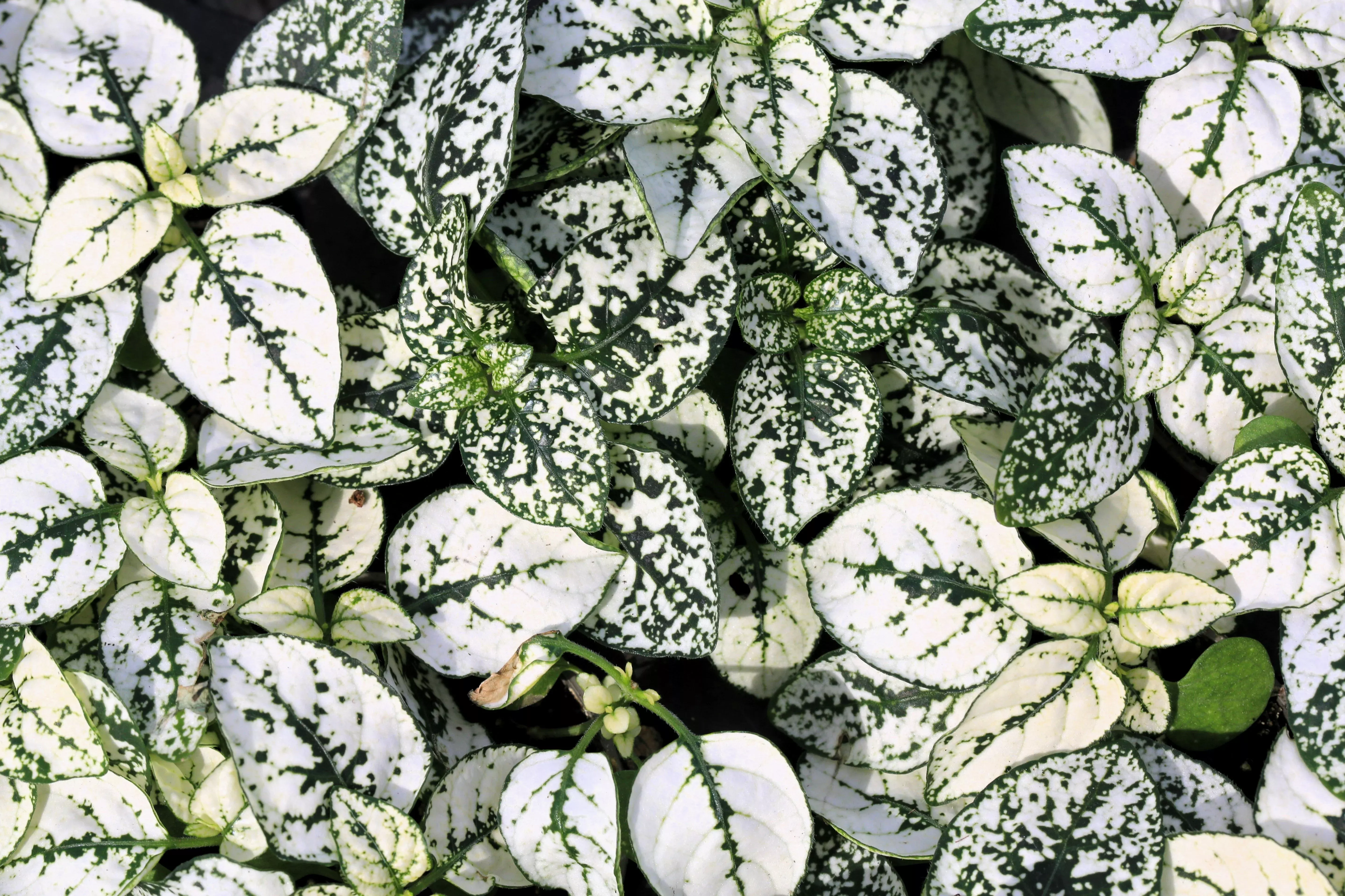 10-dwarf-white-polka-dot-plant-splash-select-hypoestes-phyllostachya-flower-hous 10 Dwarf WHITE POLKA DOT PLANT Splash Select Hypoestes Phyllostachya Flower Houseplant Seeds