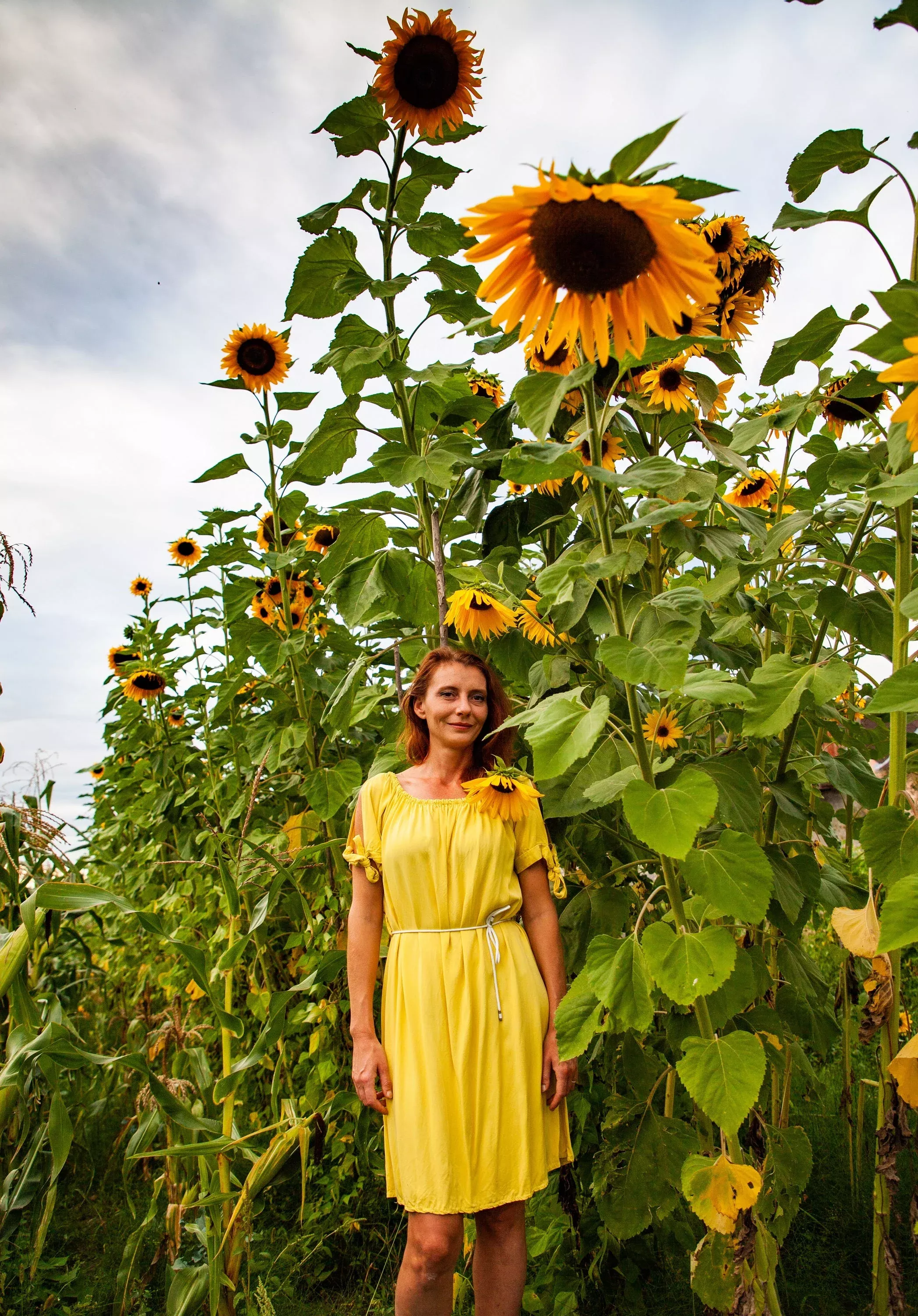 10-early-mammoth-russian-sunflower-helianthus-annuus-flower-seeds 10 Early MAMMOTH RUSSIAN SUNFLOWER Helianthus Annuus Flower Seeds