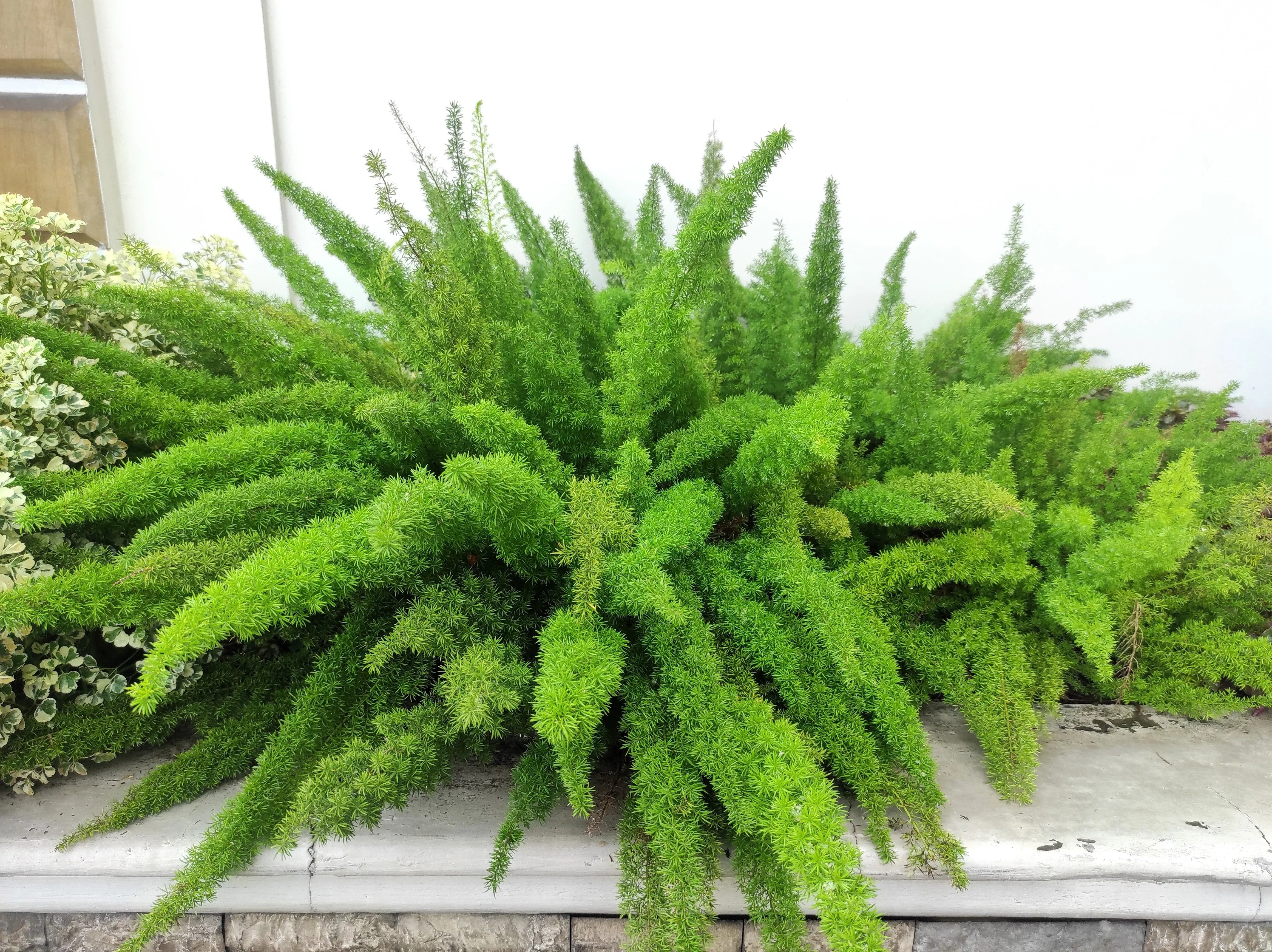 10-emerald-asparagus-fern-densiflorus-mazeppa-houseplant-flower-seeds 10 EMERALD ASPARAGUS FERN A. Densiflorus Mazeppa Houseplant Flower Seeds