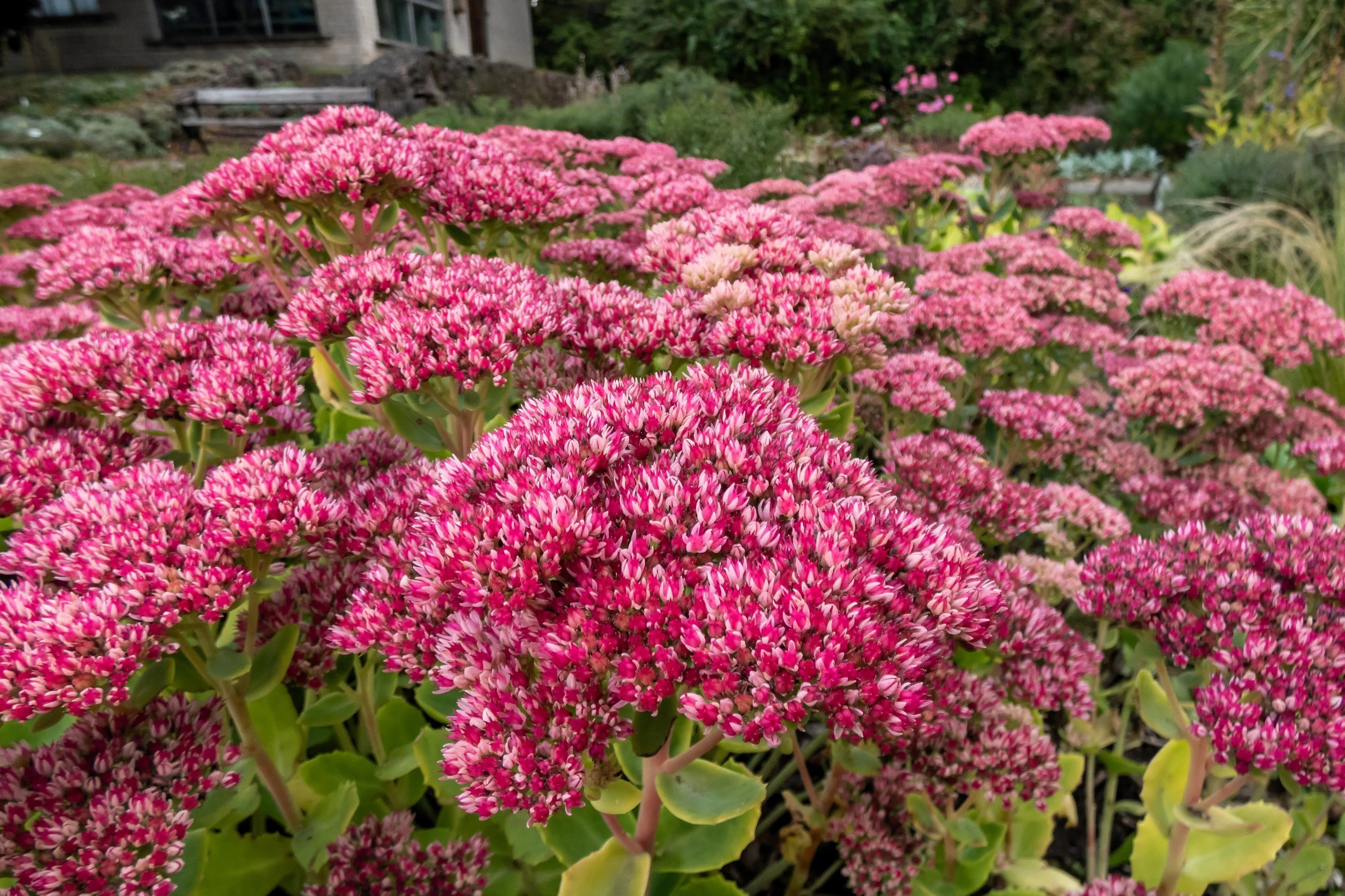 10-emperor-s-wave-sedum-red-upright-telephium-succulent-stonecrop-flower-hylotel 10 EMPEROR'S WAVE SEDUM Red Upright Telephium Succulent Stonecrop Flower Hylotelephium Seeds