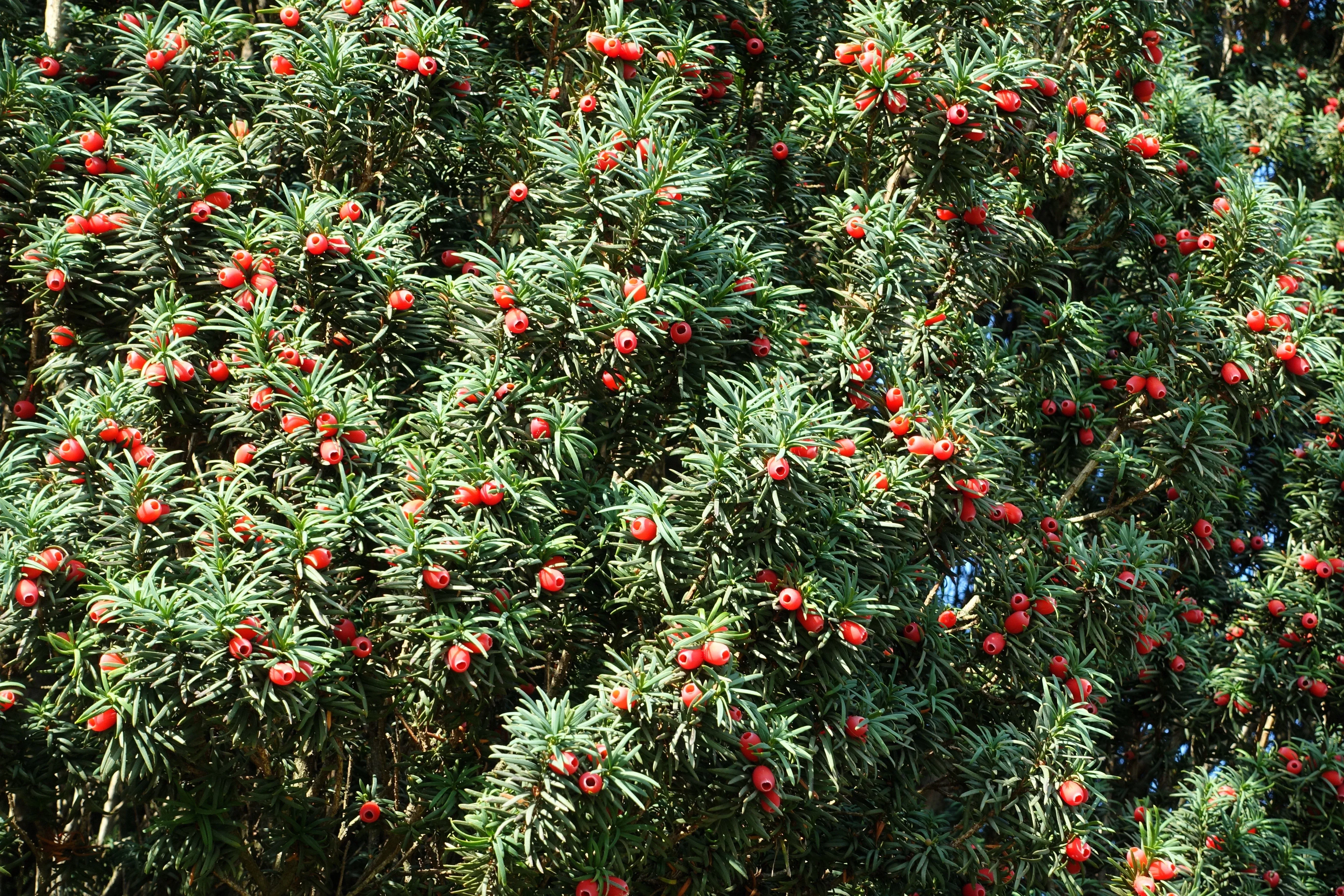 10-english-yew-taxus-baccata-tree-shrub-conifer-sun-or-shade-red-ornamental-berr 10 ENGLISH YEW Taxus Baccata Tree Shrub Conifer Sun or Shade Red Ornamental Berry Seeds