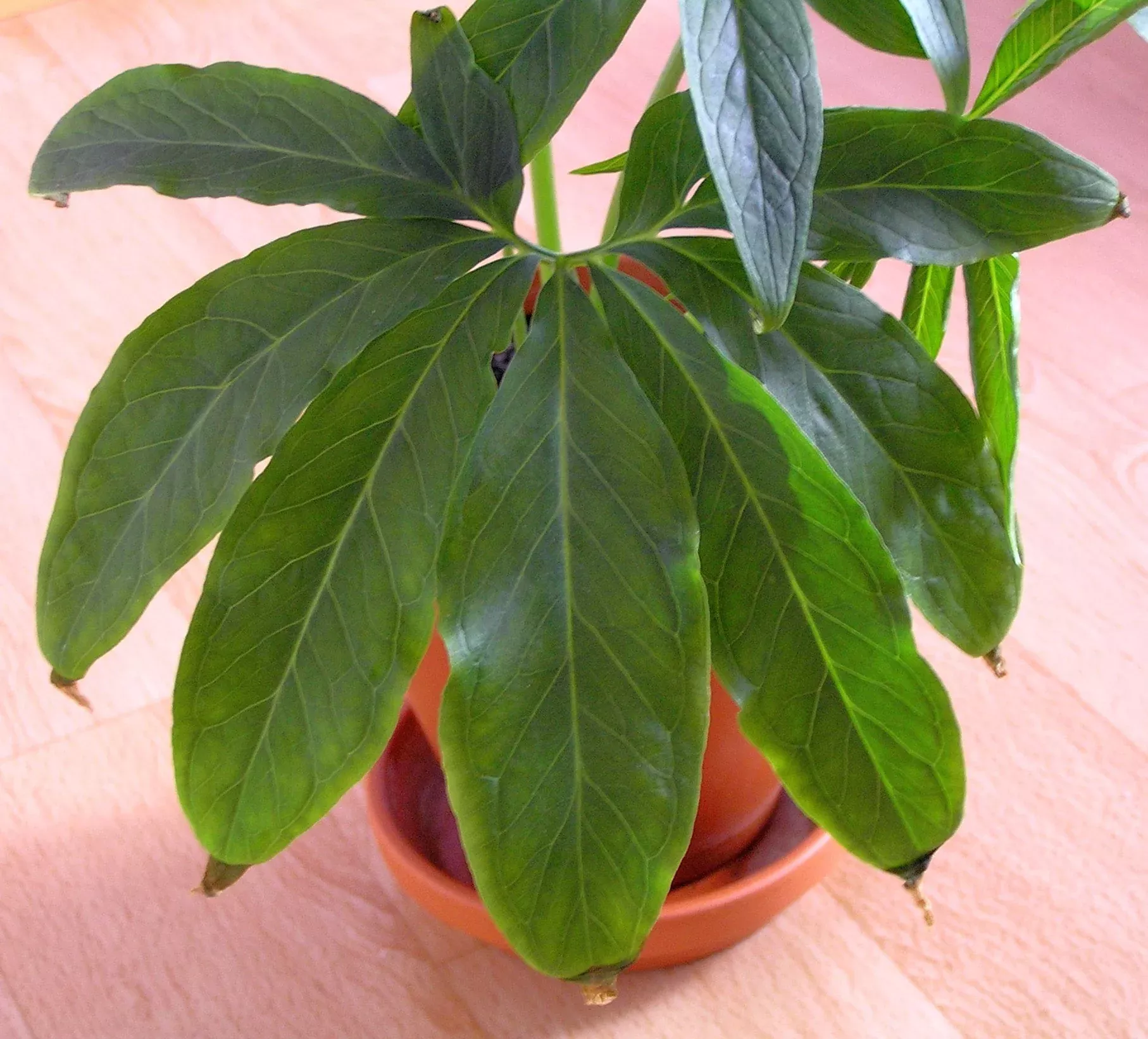 10-fan-leaf-chinese-green-dragon-arum-pinellia-pedatisecta-houseplant-shade-flow 10 Fan-Leaf Chinese GREEN DRAGON Arum Pinellia Pedatisecta Houseplant Shade Flower Seeds