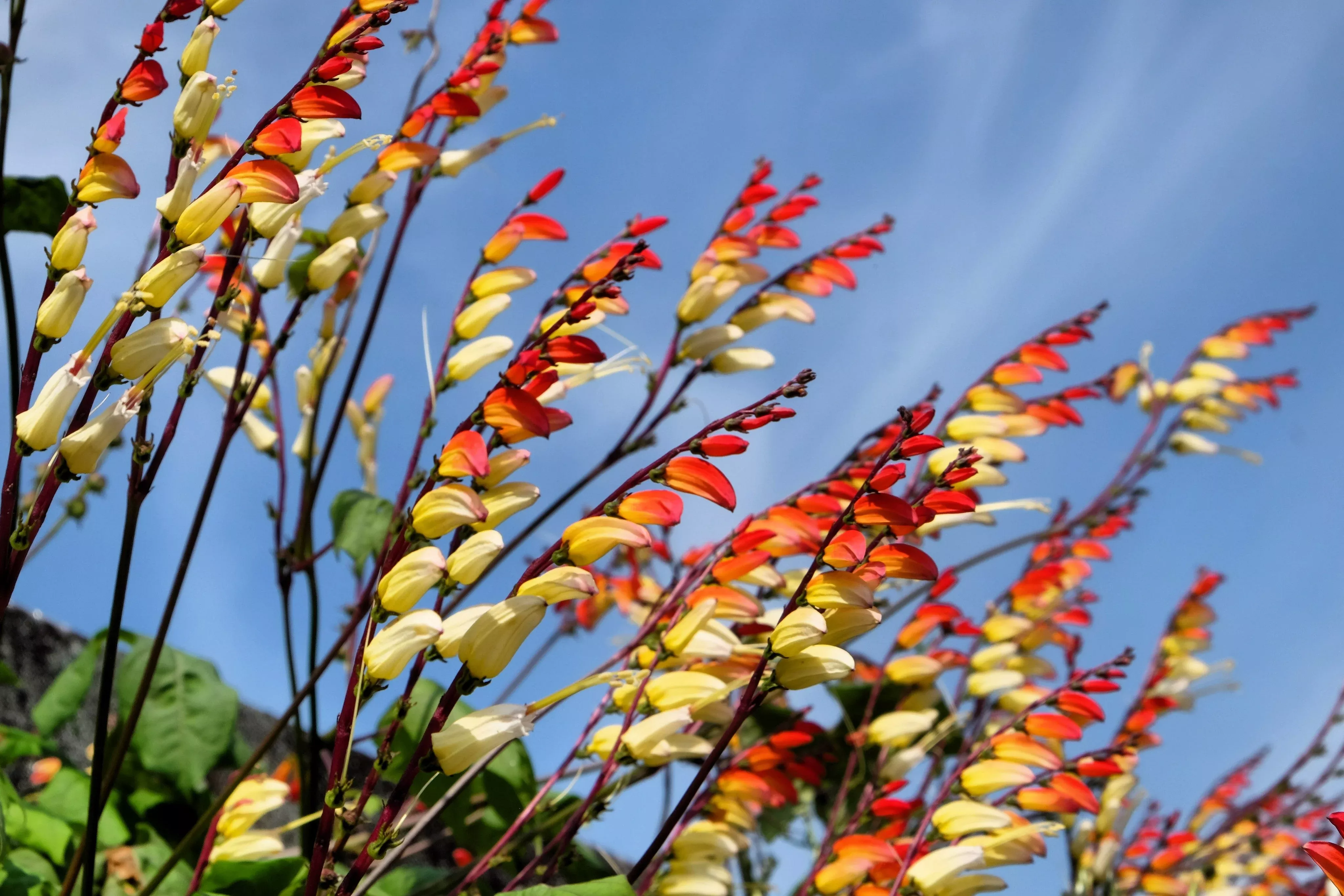 10-firecracker-vine-flower-mina-lobata-exotic-love-spanish-flag-ipomoea-seeds 10 FIRECRACKER VINE Flower Mina Lobata Exotic Love Spanish Flag Ipomoea Seeds