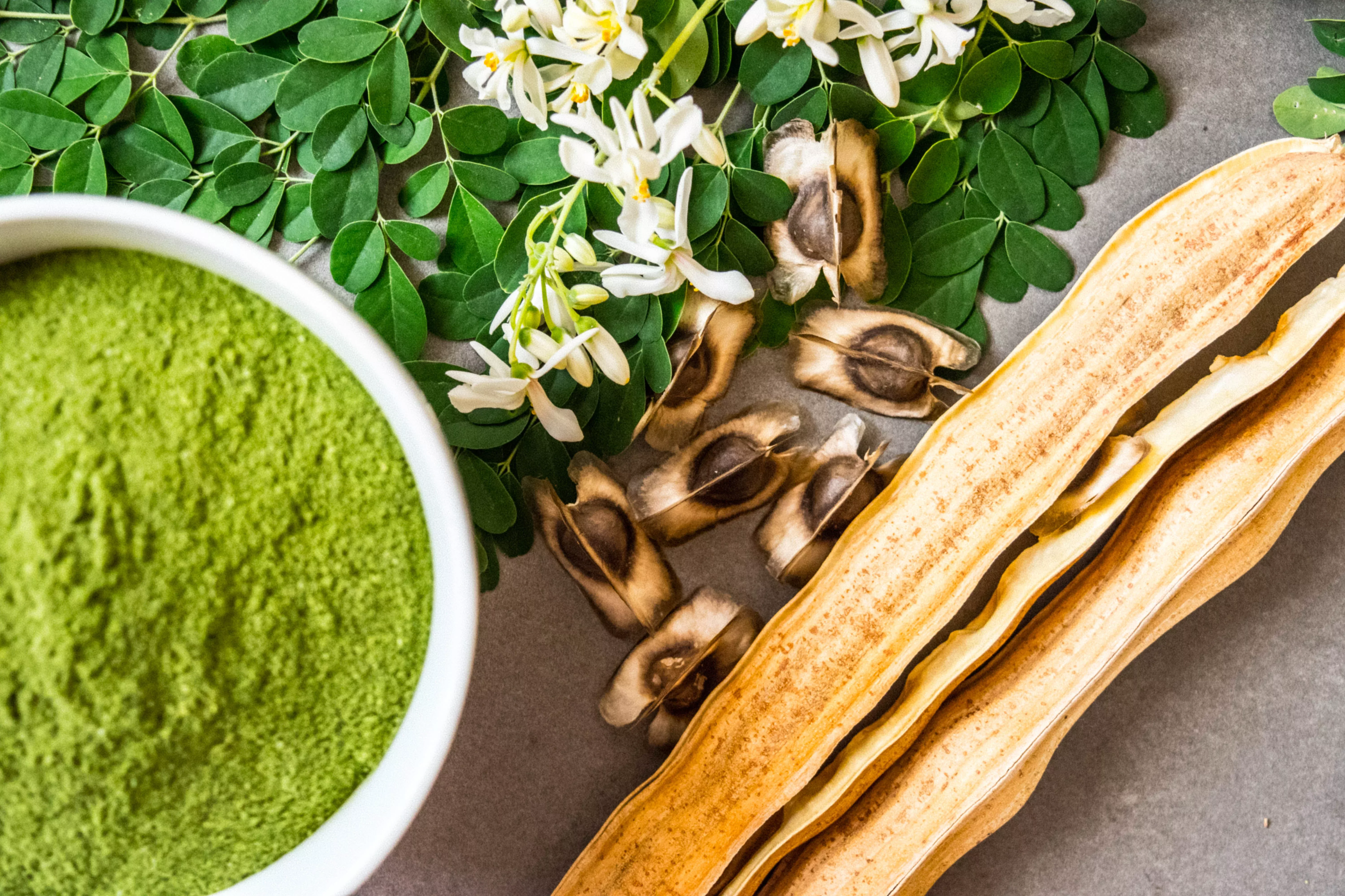 10-flowering-drumstick-tree-moringa-oleifera-seeds-miracle-tree-ben-oil-tree 10 Flowering DRUMSTICK TREE Moringa Oleifera Seeds (Miracle Tree / Ben Oil Tree)