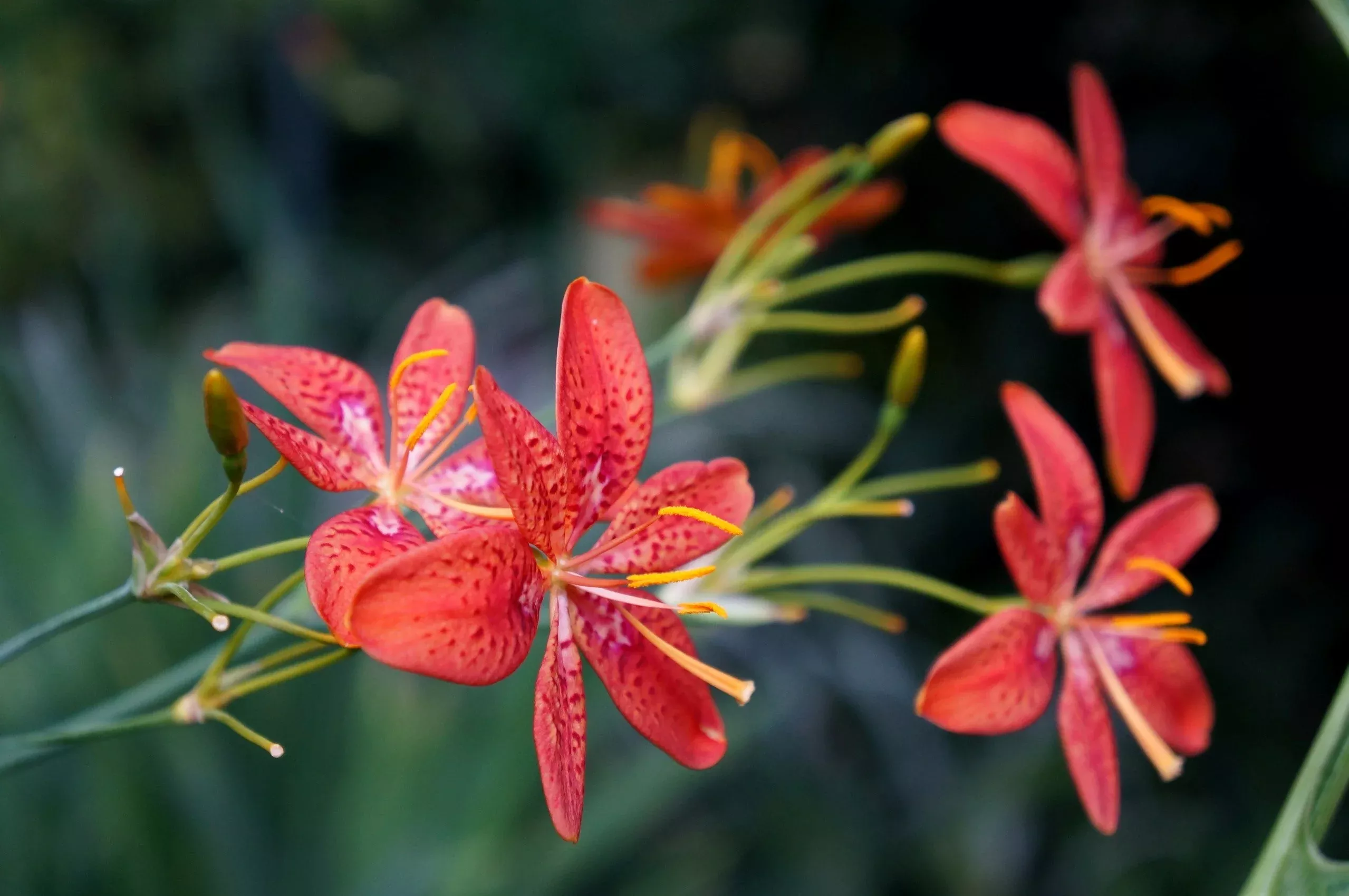 10-freckleface-blackberry-lily-leopard-lily-belamcanda-chinensis-iris-domestica- 10 FRECKLEFACE BLACKBERRY LILY (Leopard Lily) Belamcanda Chinensis Iris Domestica Flower Seeds