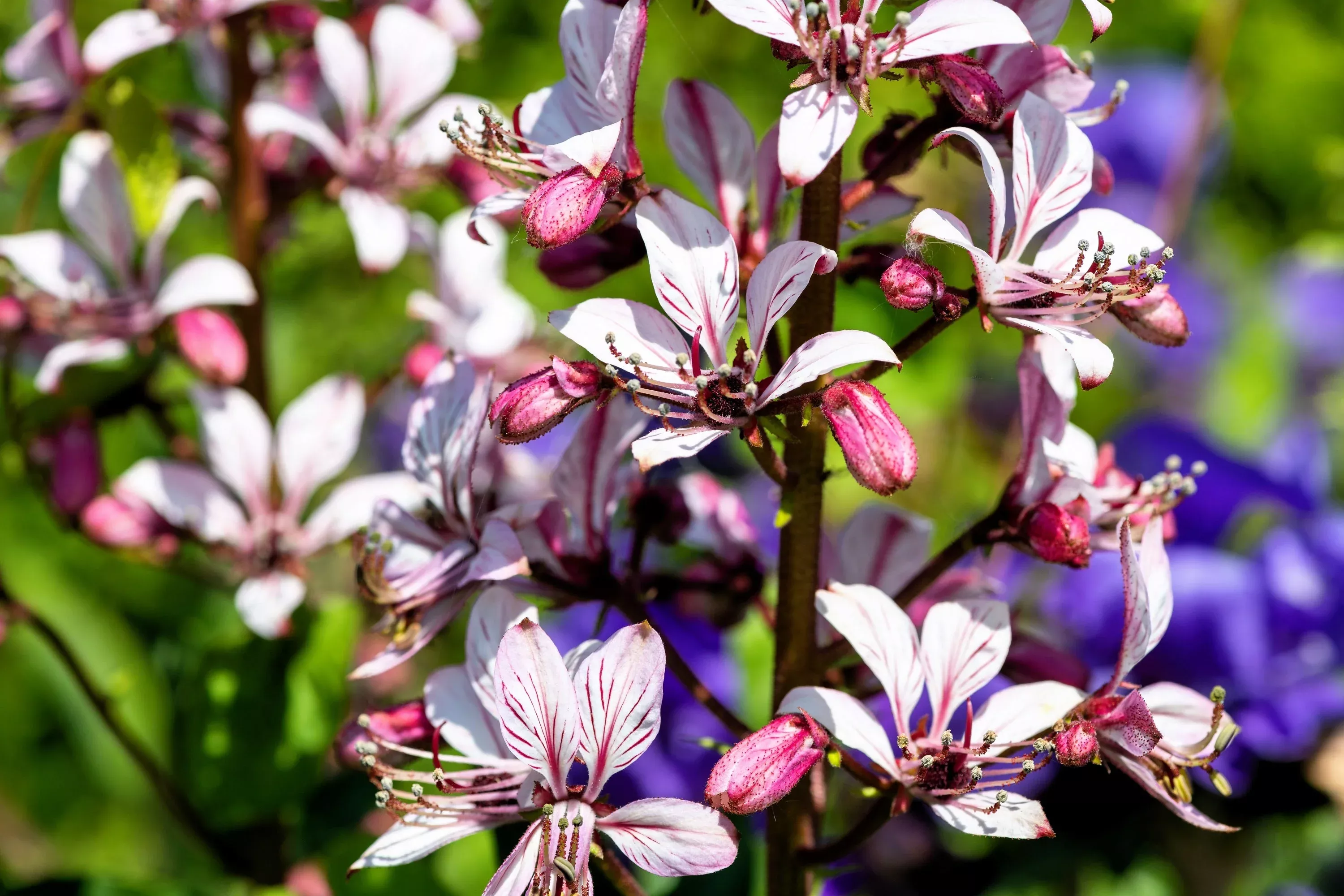 10-gas-plant-mix-dictamnus-albus-mixed-colors-white-red-pink-lilac-flower-seeds 10 GAS PLANT MIX Dictamnus Albus Mixed Colors White Red Pink Lilac Flower Seeds
