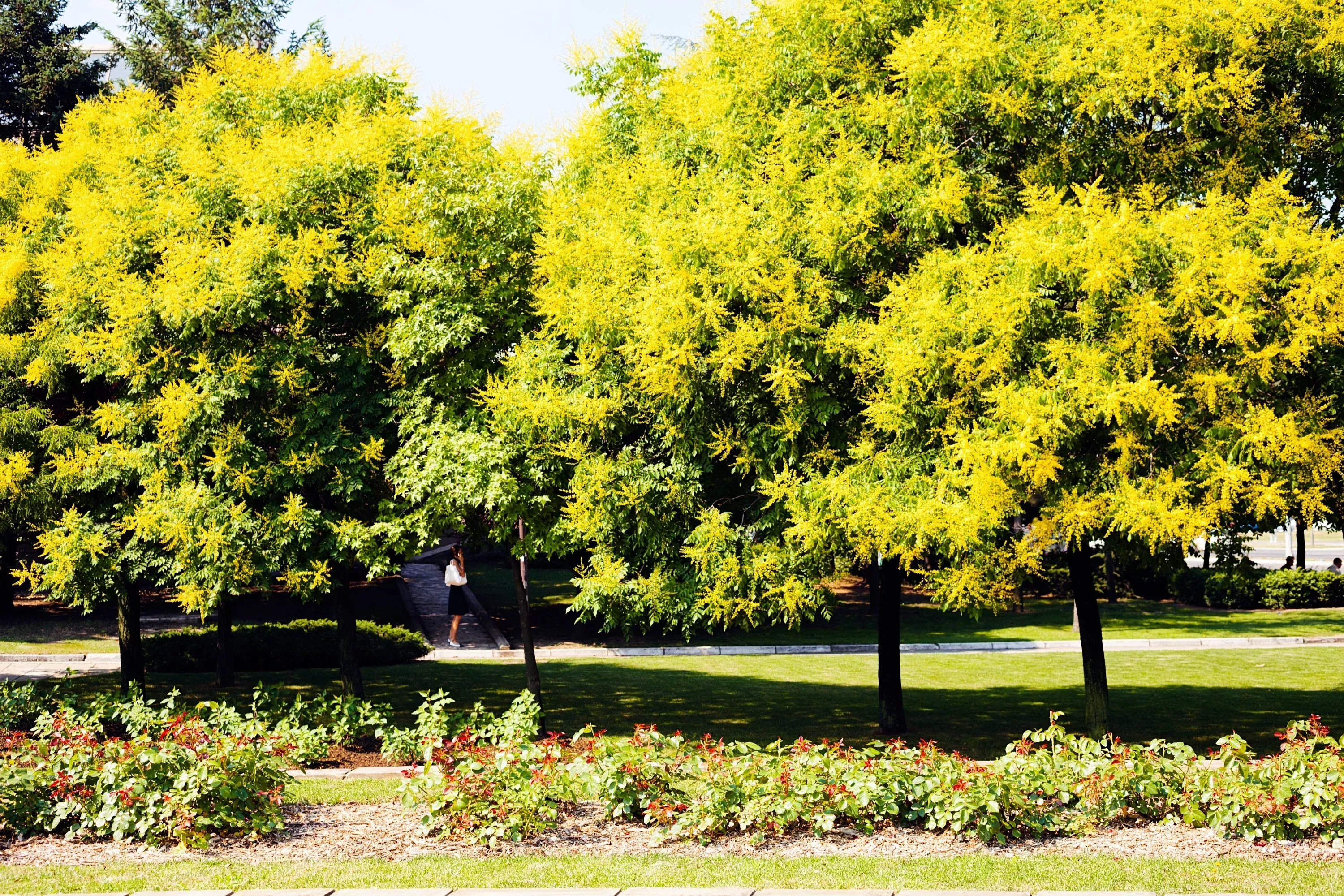 10-golden-rain-tree-goldenrain-koelreuteria-paniculata-yellow-flower-seeds 10 GOLDEN RAIN TREE Goldenrain Koelreuteria Paniculata Yellow Flower Seeds