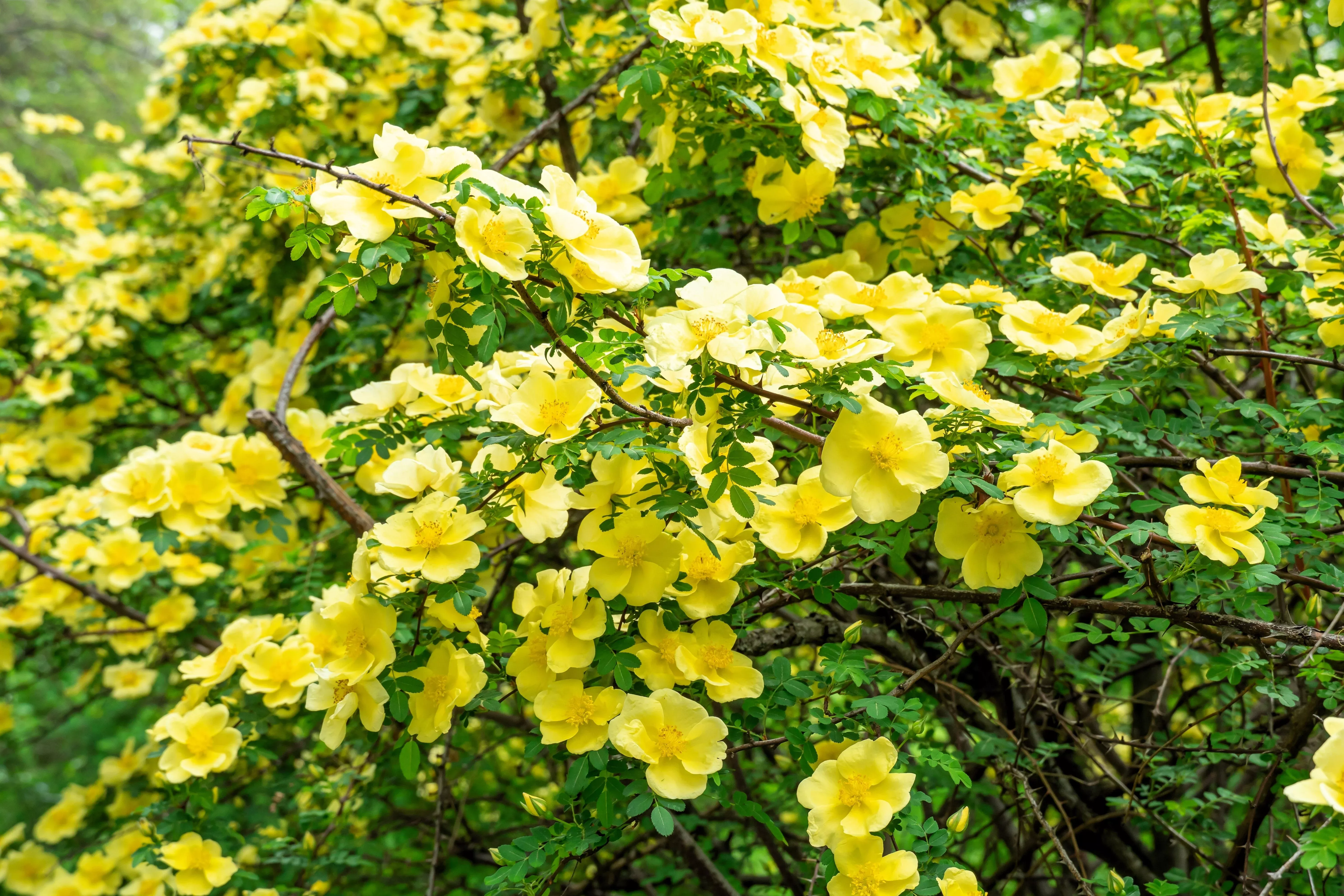 10-golden-yellow-father-hugo-rose-rosa-hugonis-flower-bush-shrub-seeds 10 Golden Yellow FATHER HUGO ROSE Rosa Hugonis Flower Bush Shrub Seeds