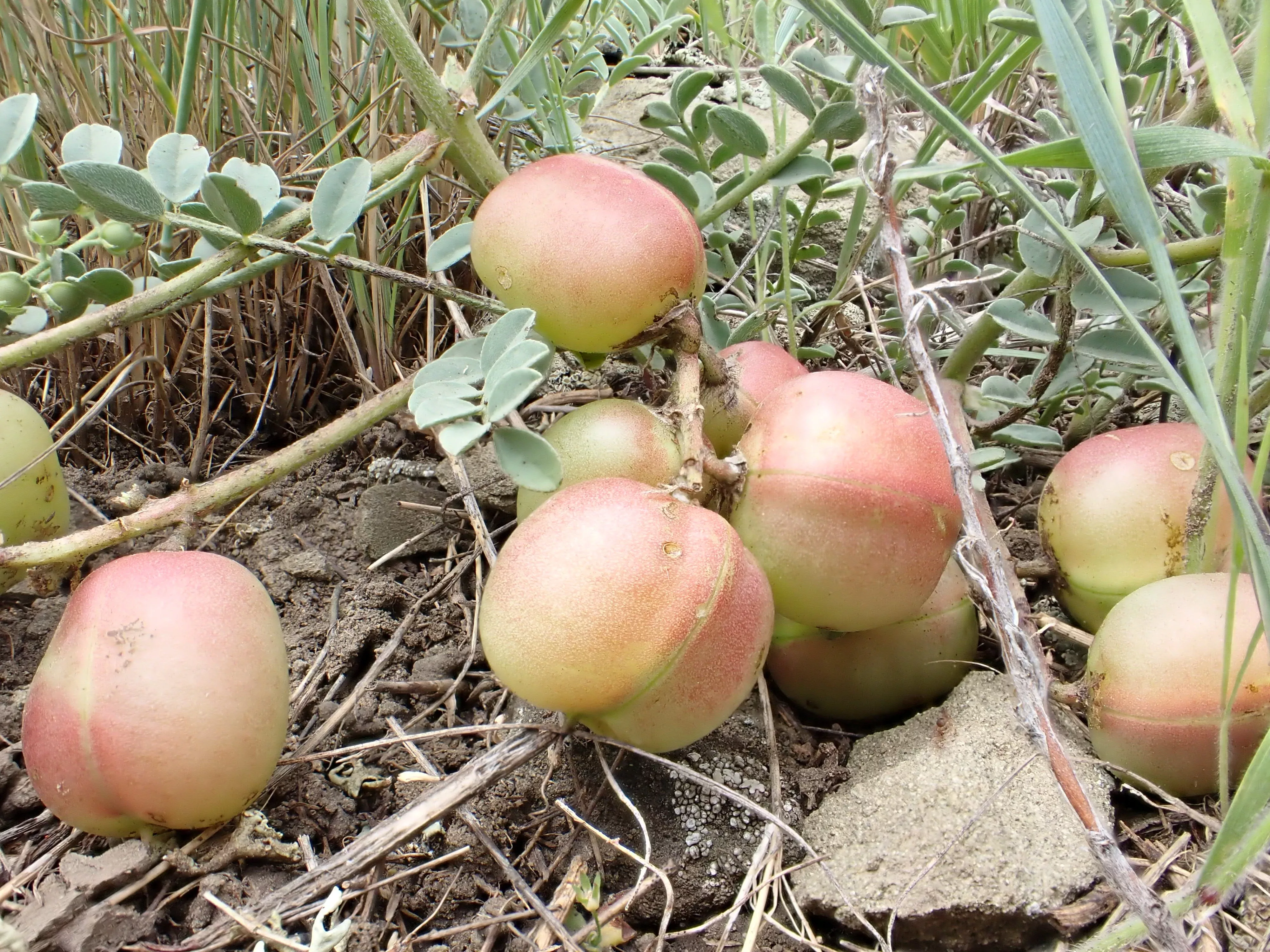 10-ground-plum-flower-cover-ground-plum-milkvetch-astragalus-crassicarpus-seeds 10 GROUND PLUM Flower Cover Ground Plum Milkvetch Astragalus Crassicarpus Seeds