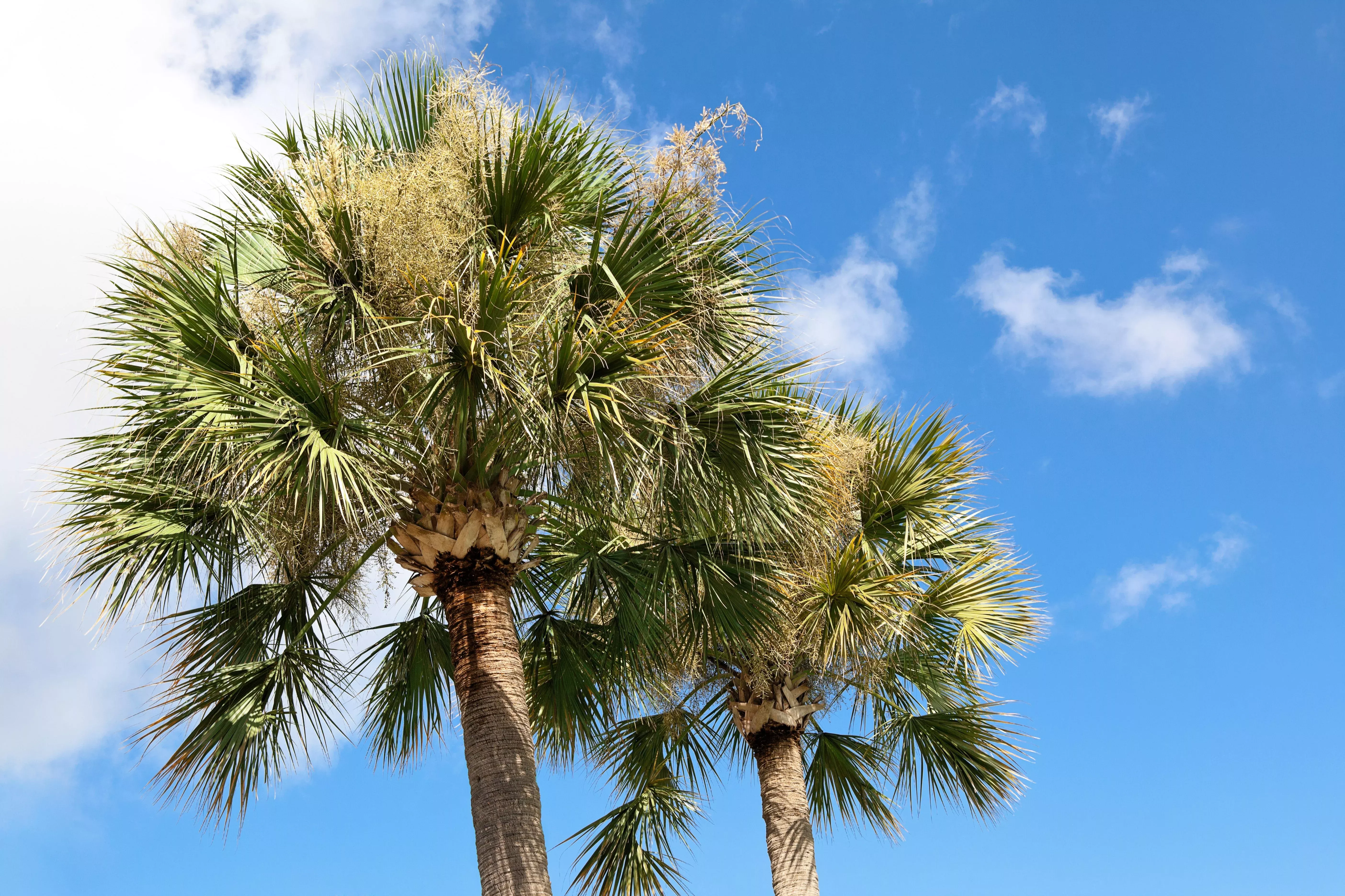 10-hardy-sabal-palm-tree-cabbage-palmetto-flower-seeds 10 Hardy SABAL PALM TREE Cabbage Palmetto Flower Seeds