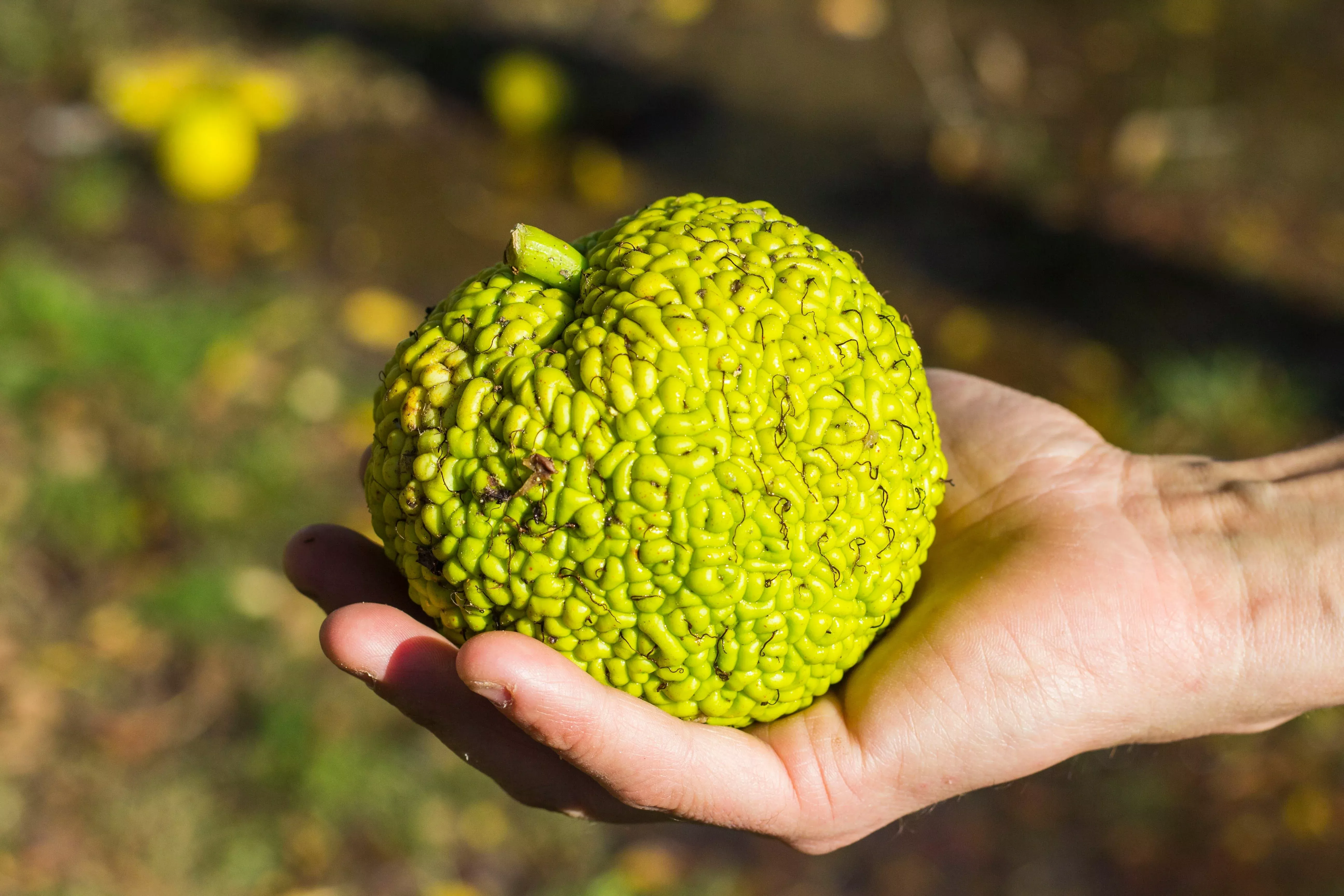 10-hedge-apple-osage-orange-horse-apple-monkey-ball-maclura-pomifera-tree-seeds 10 HEDGE APPLE Osage Orange Horse Apple Monkey Ball Maclura Pomifera Tree Seeds
