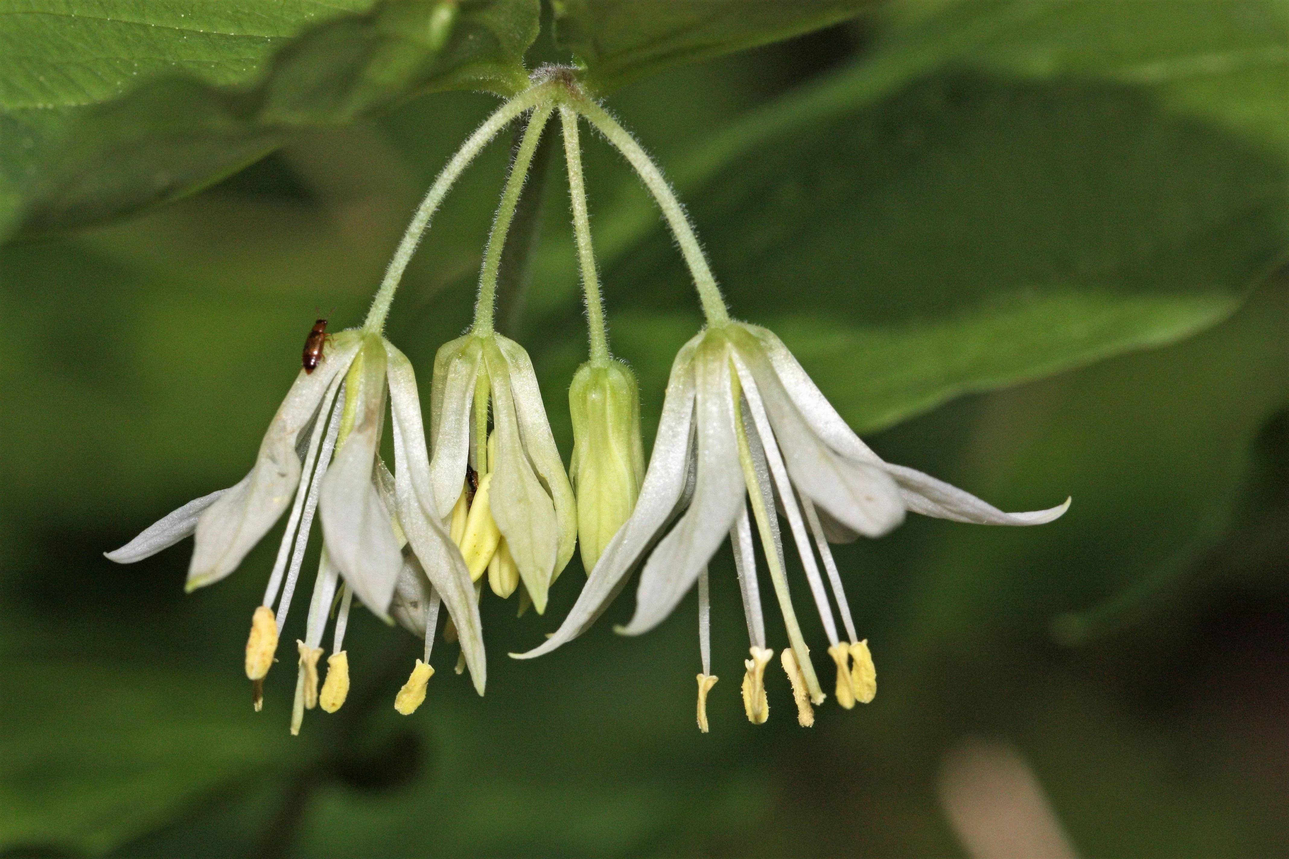 10-hookers-fairybells-drops-gold-prosartes-disporum-hookeri-native-flower-seeds 10 HOOKERS FAIRYBELLS Drops of Gold Prosartes Disporum Hookeri Native Flower Seeds
