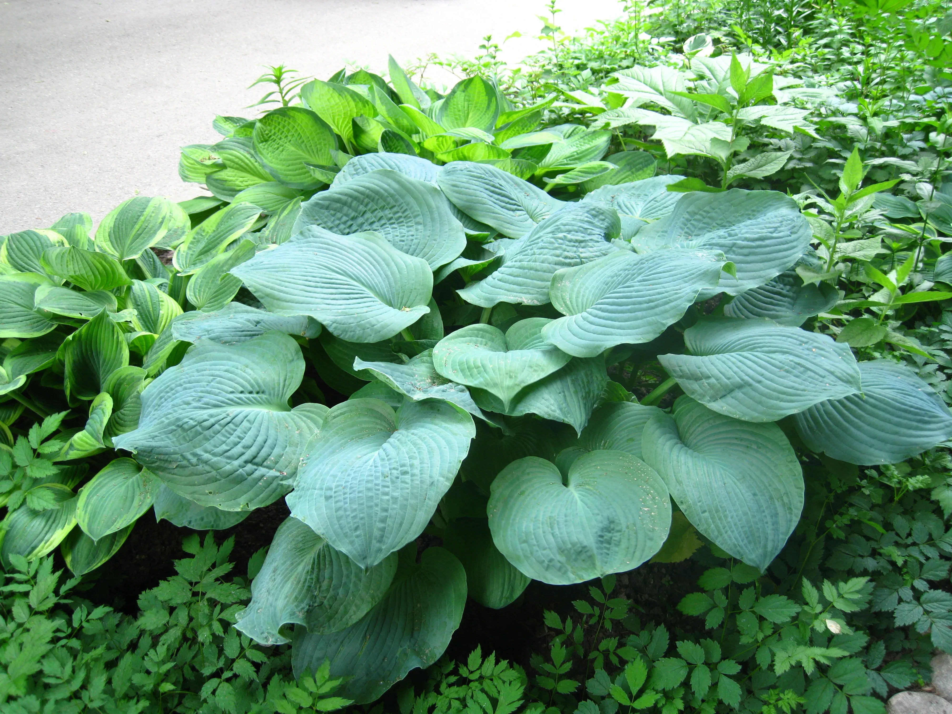 10-hosta-elegans-shade-lover-flower-seeds 10 HOSTA ELEGANS Shade Lover Flower Seeds