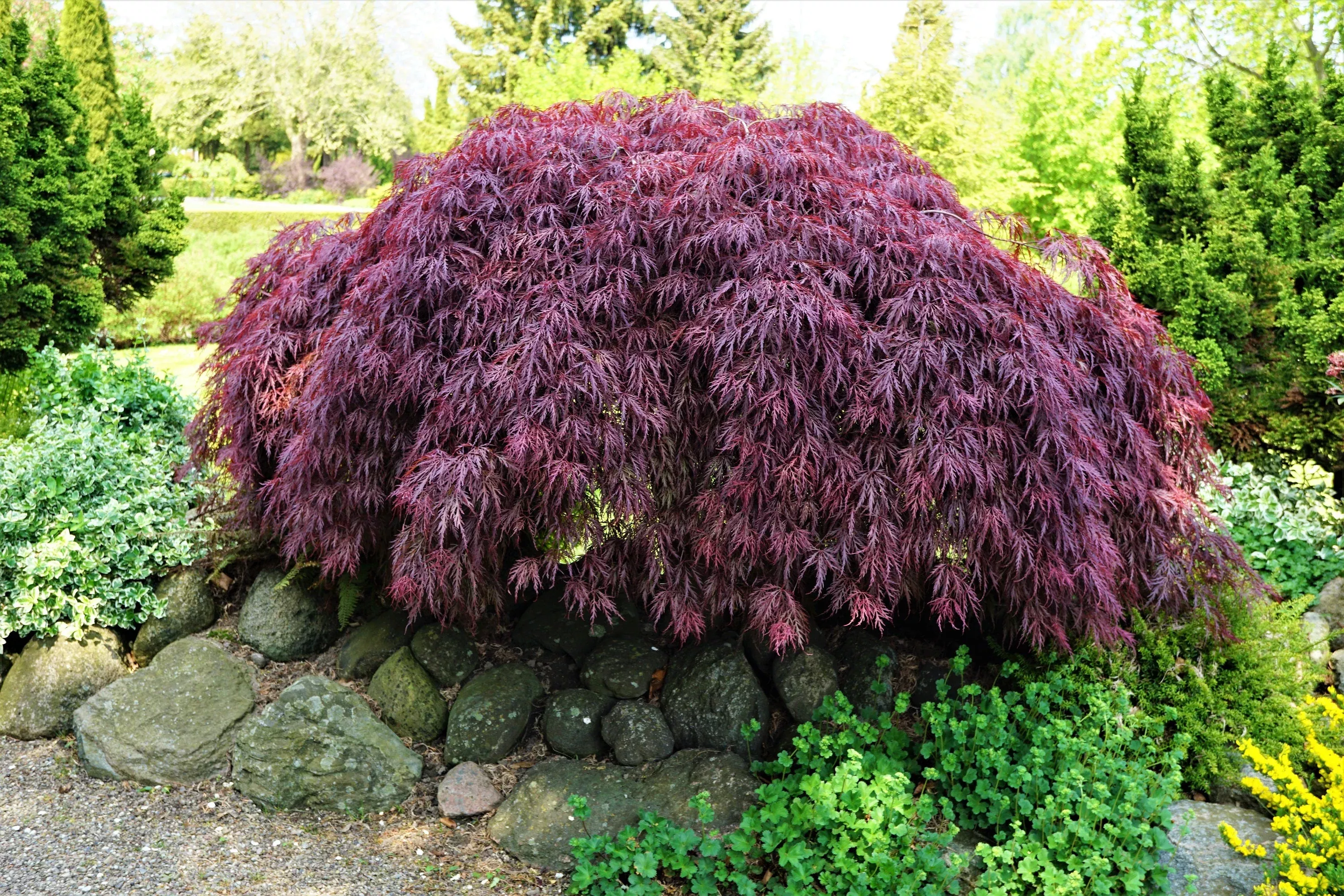 10-inaba-shidare-maple-weeping-red-laceleaf-japanese-acer-palmatum-dissectum-tre 10 INABA SHIDARE MAPLE Weeping Red Laceleaf Japanese Acer Palmatum Dissectum Tree Seeds