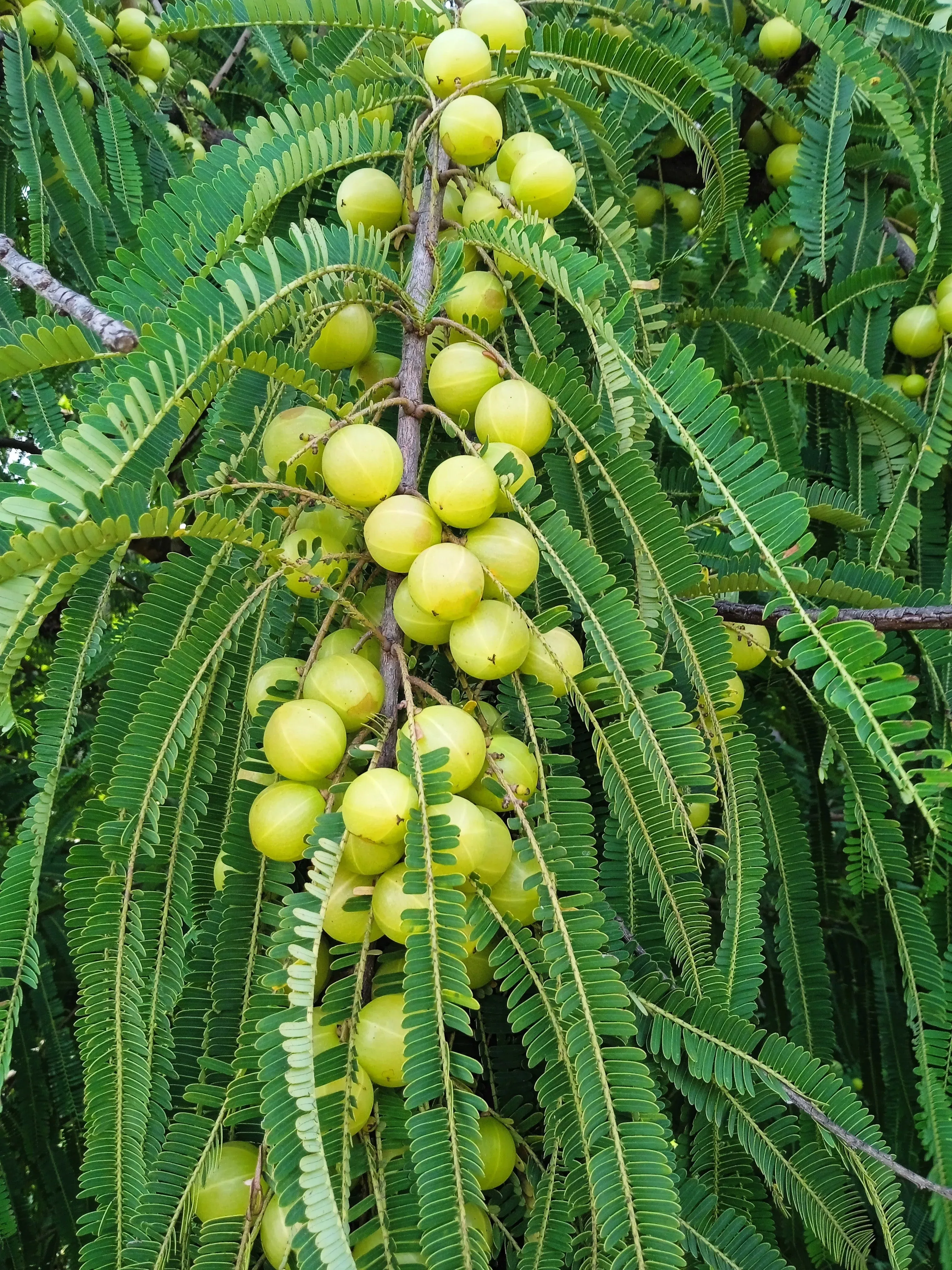 10-indian-gooseberry-phyllanthus-emblica-emblic-edible-fruit-tree-seeds 10 INDIAN GOOSEBERRY Phyllanthus Emblica Emblic Edible Fruit Tree Seeds