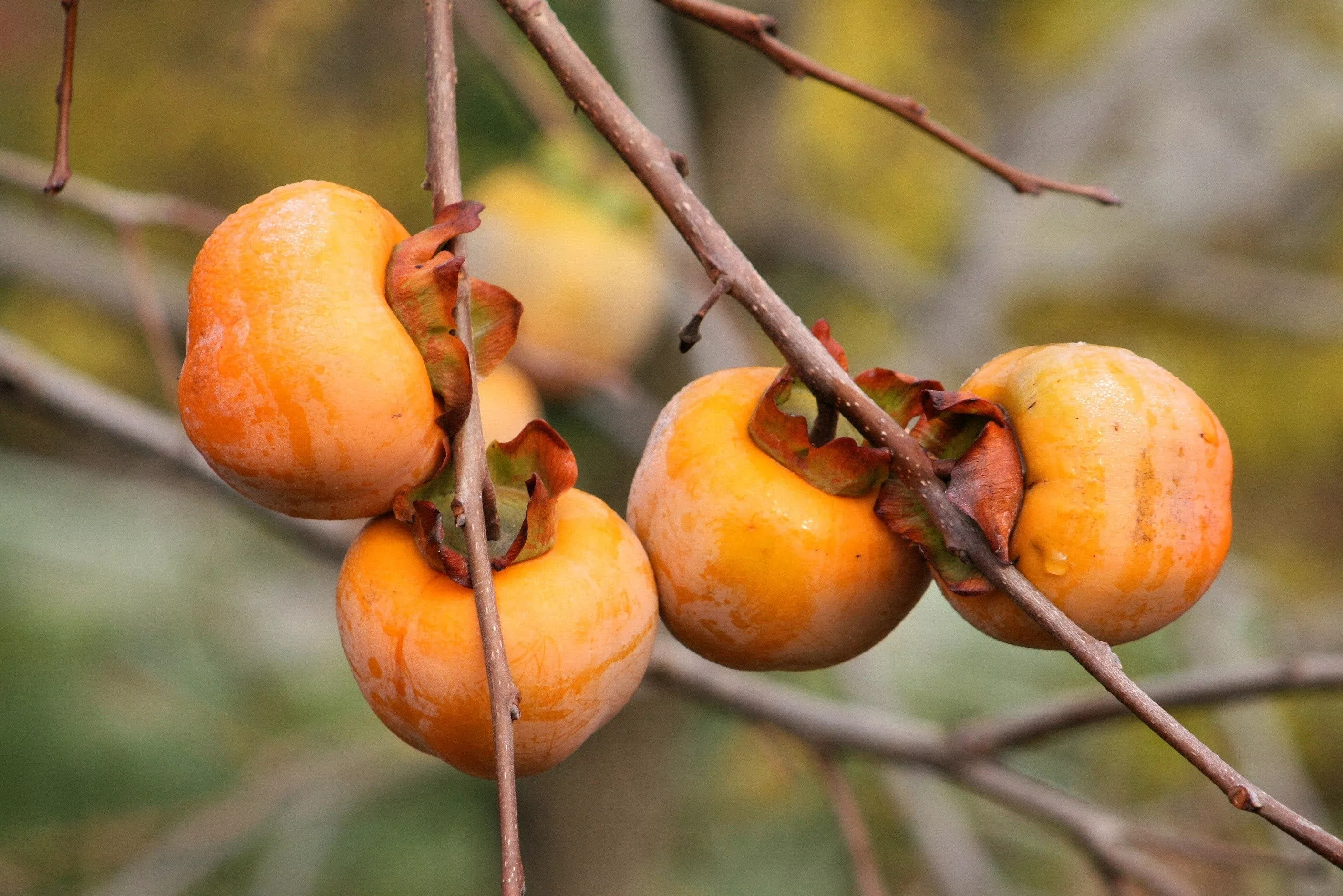 10-italian-persimmon-tree-dateplum-date-plum-fruit-diospyros-lotus-seeds 10 ITALIAN PERSIMMON TREE Dateplum Date Plum Fruit Diospyros Lotus Seeds