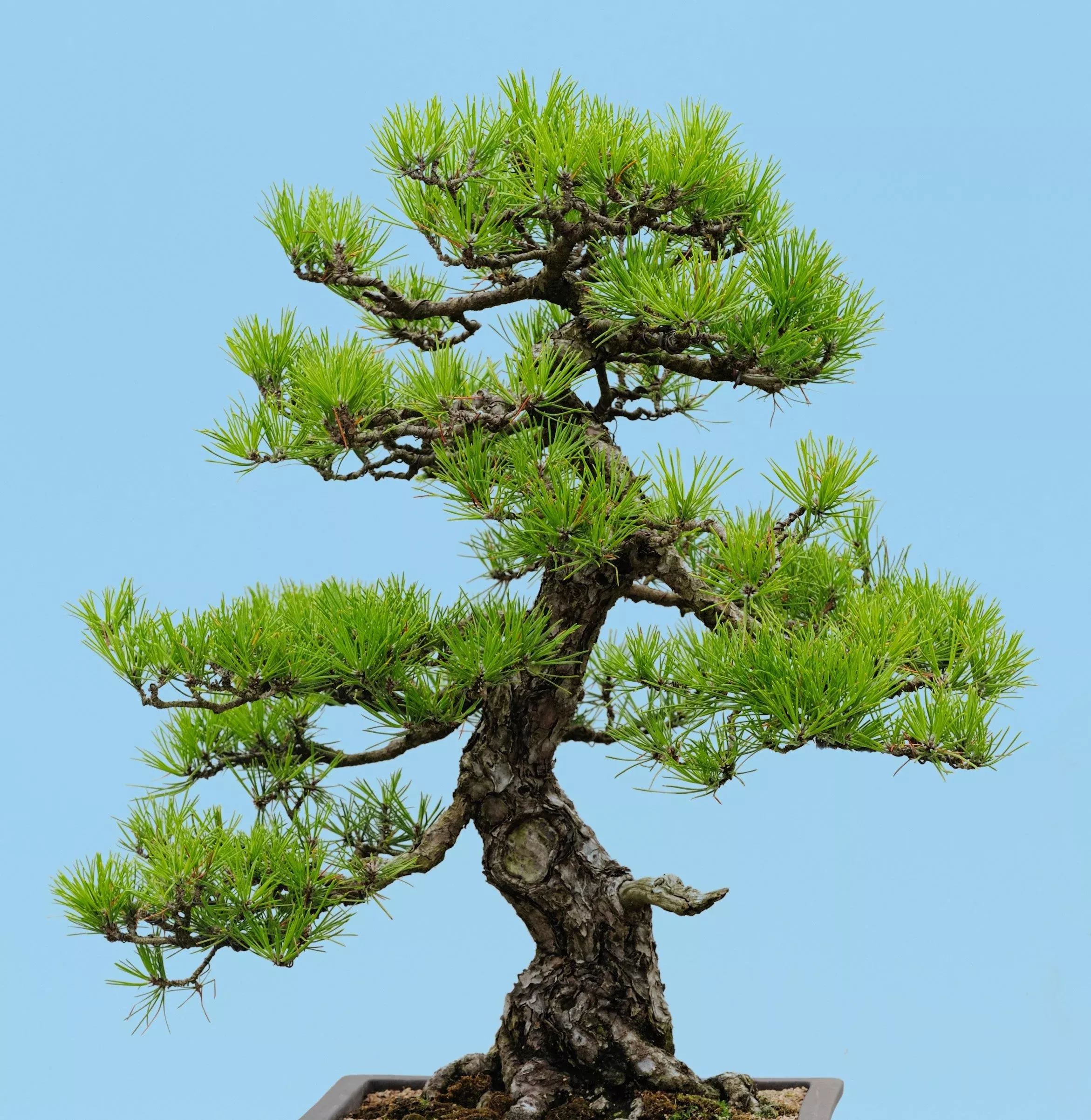 10-japanese-black-pine-tree-evergreen-pinus-thunbergii-seeds 10 Japanese BLACK PINE TREE Evergreen Pinus Thunbergii Seeds