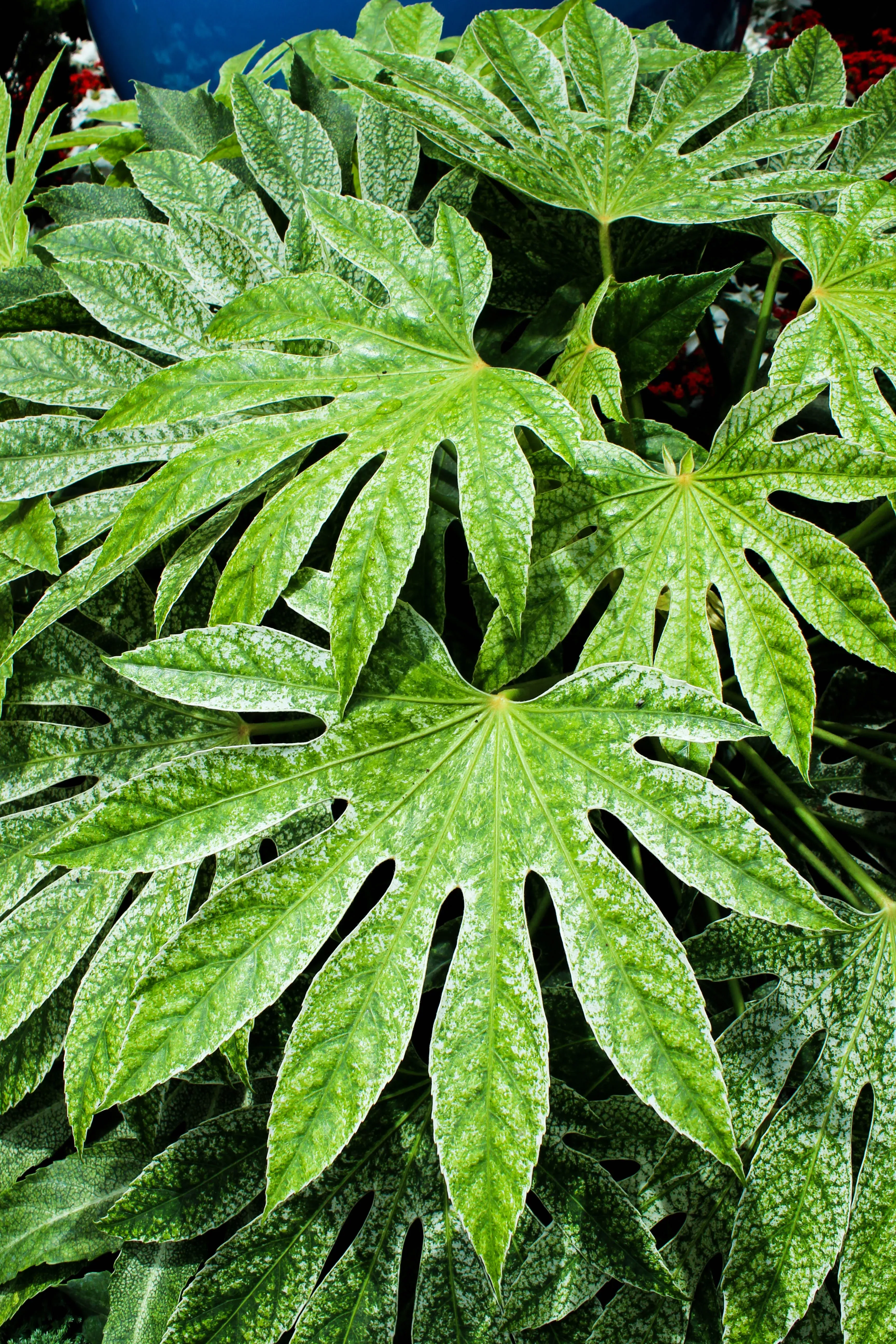 10-japanese-fatsi-shrub-flower-paperplant-fatsia-aralia-japonica-seeds 10 JAPANESE FATSI Shrub Flower Paperplant Fatsia Aralia Japonica Seeds