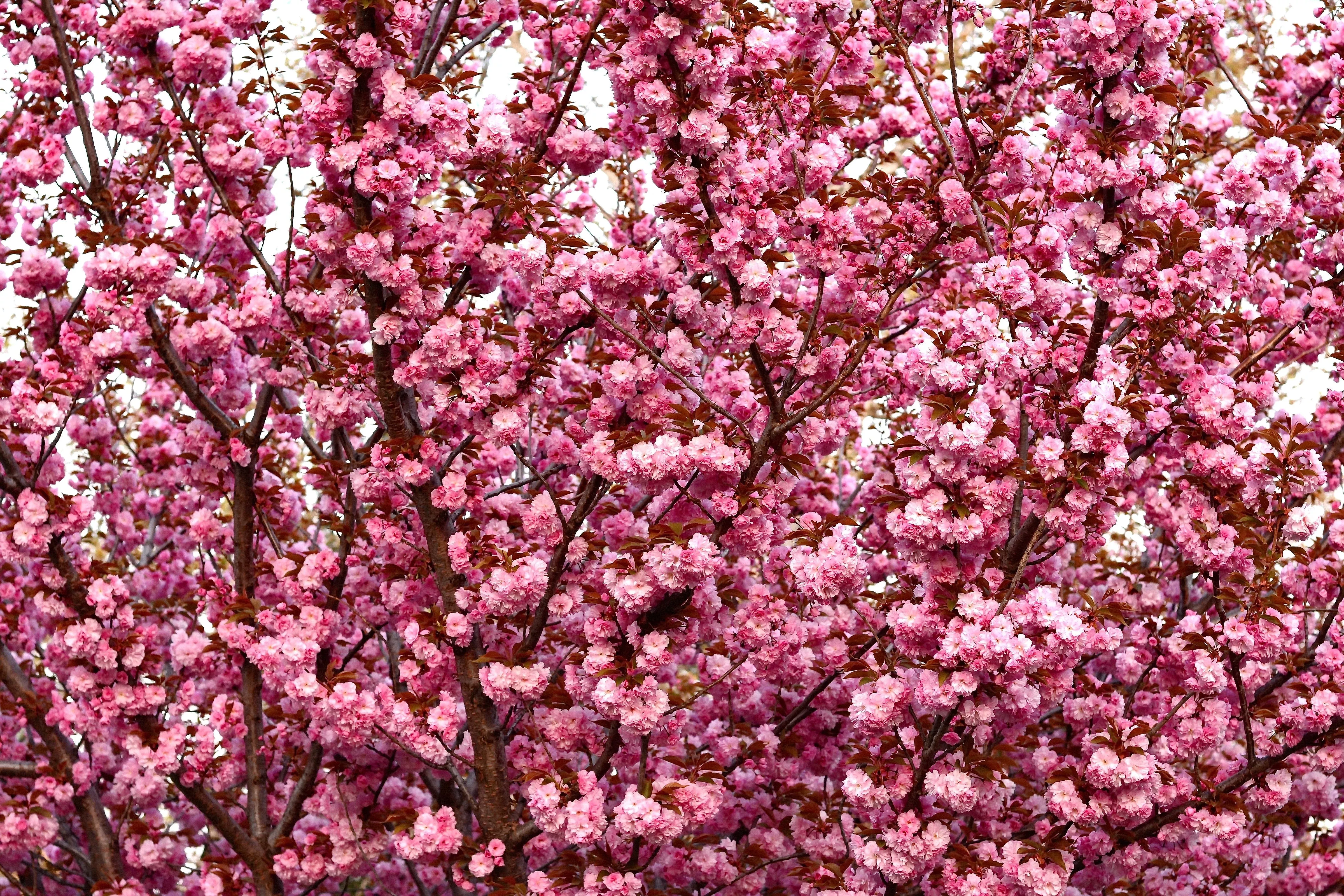 10-japanese-flowering-cherry-tree-oriental-prunus-serrulata-flower-seeds 10 JAPANESE FLOWERING CHERRY Tree Oriental Prunus Serrulata Flower Seeds