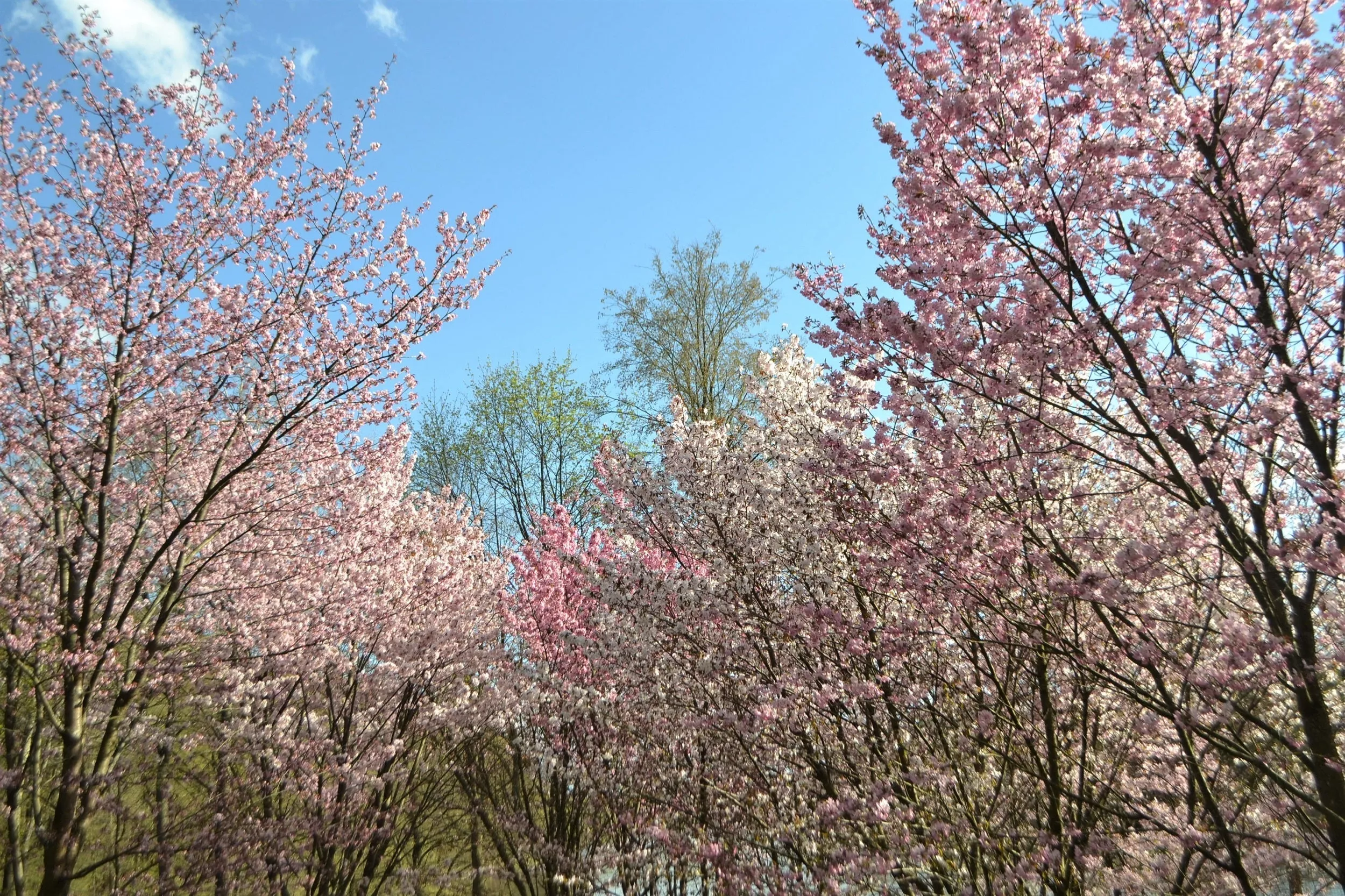 10-japanese-mountain-cherry-hill-cherry-prunus-serrulata-spontanea-pink-white-fl 10 Japanese MOUNTAIN CHERRY Hill Cherry Prunus Serrulata Spontanea Pink & White Flowers Red Fruit Tree Seeds