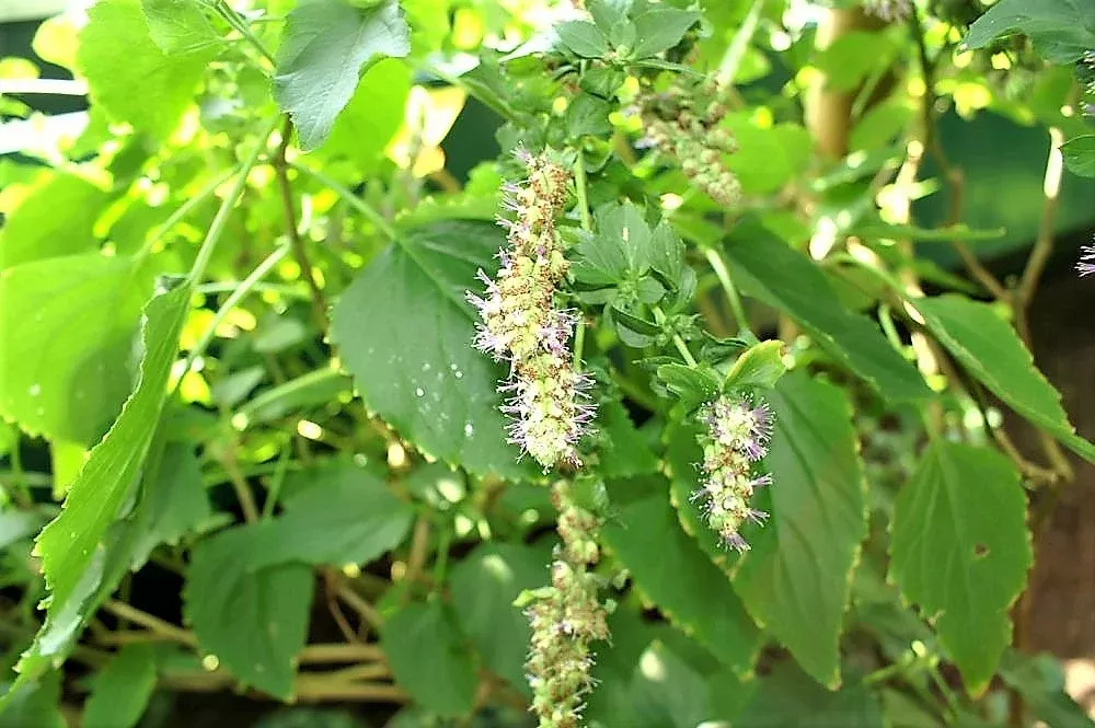 10-java-indian-patchouli-pogostemon-heyneanus-herb-shrub-flower-fragrant-patchou 10 Java INDIAN PATCHOULI Pogostemon Heyneanus Herb Shrub Flower Fragrant Patchouly Seeds