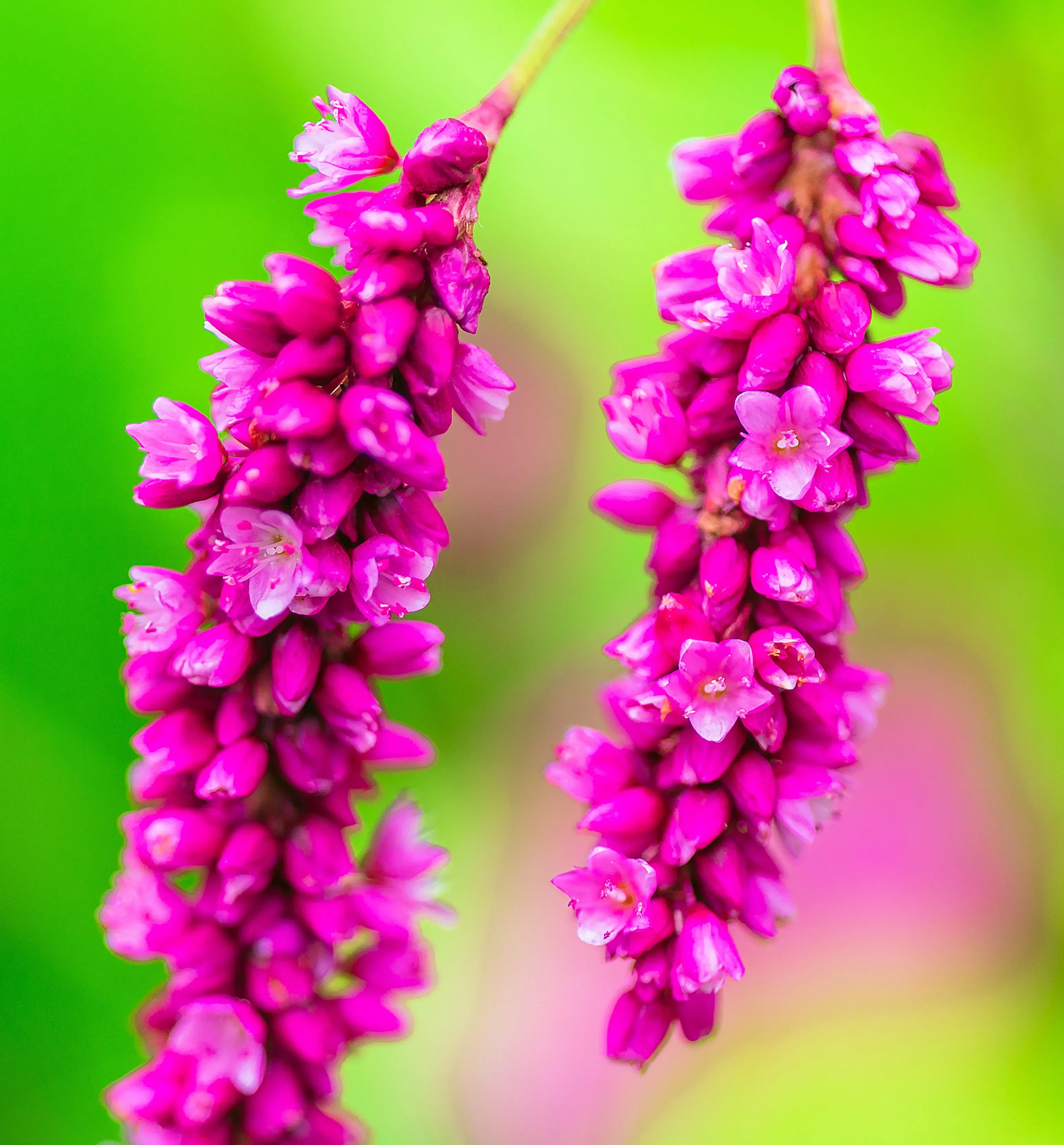10-kiss-me-over-garden-gate-princess-feather-polygonum-orientale-persicaria-orie 10 KISS ME OVER THE GARDEN GATE Princess Feather Polygonum Orientale Persicaria Orientalis Magenta Pink Flower Herb Seeds