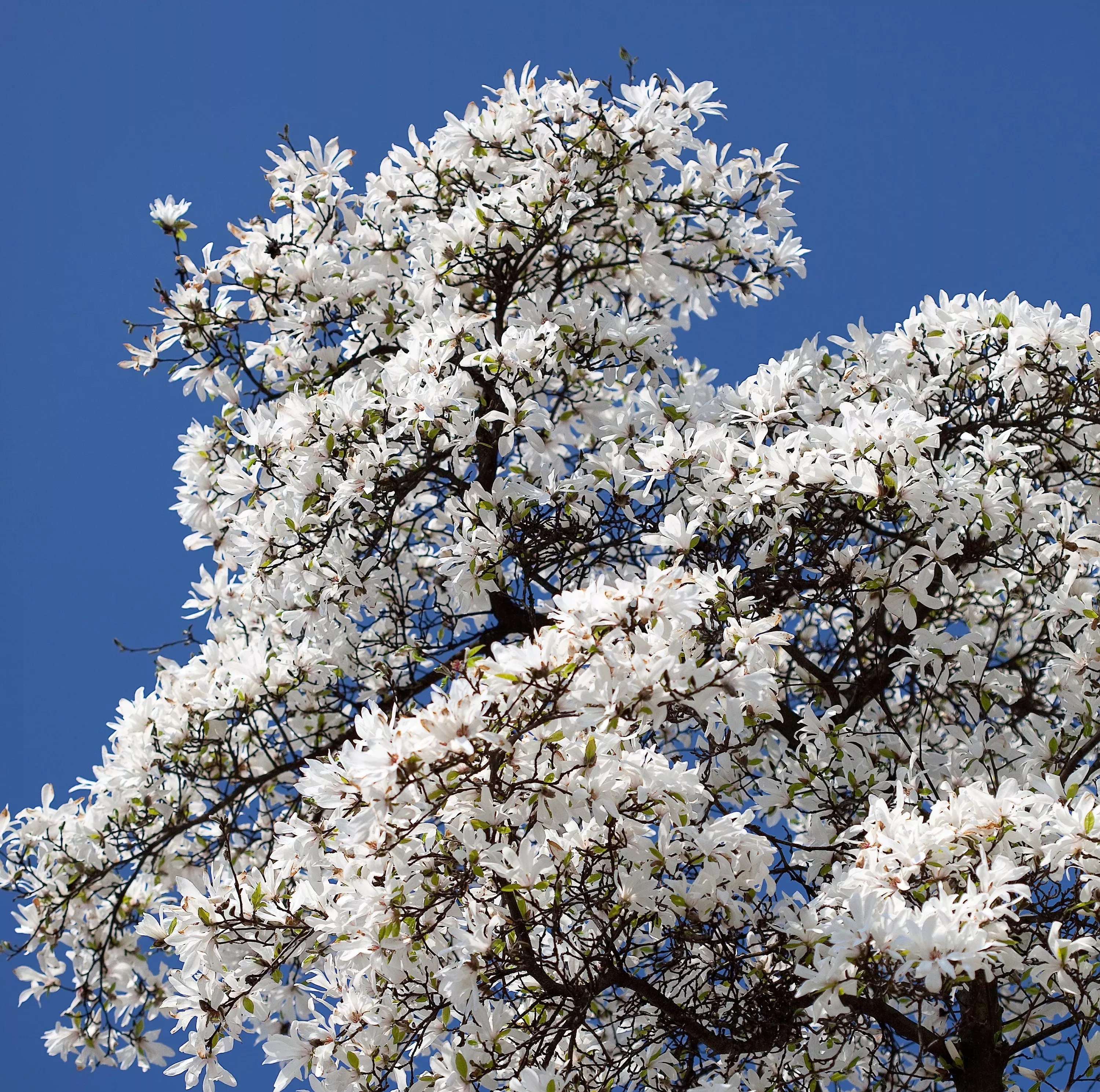 10-kobus-magnolia-tree-aka-japanese-magnolia-or-kobushi-white-pink-4-fragrant-fl 10 KOBUS MAGNOLIA TREE aka Japanese Magnolia or Kobushi - White Pink 4" Fragrant Flower Seeds