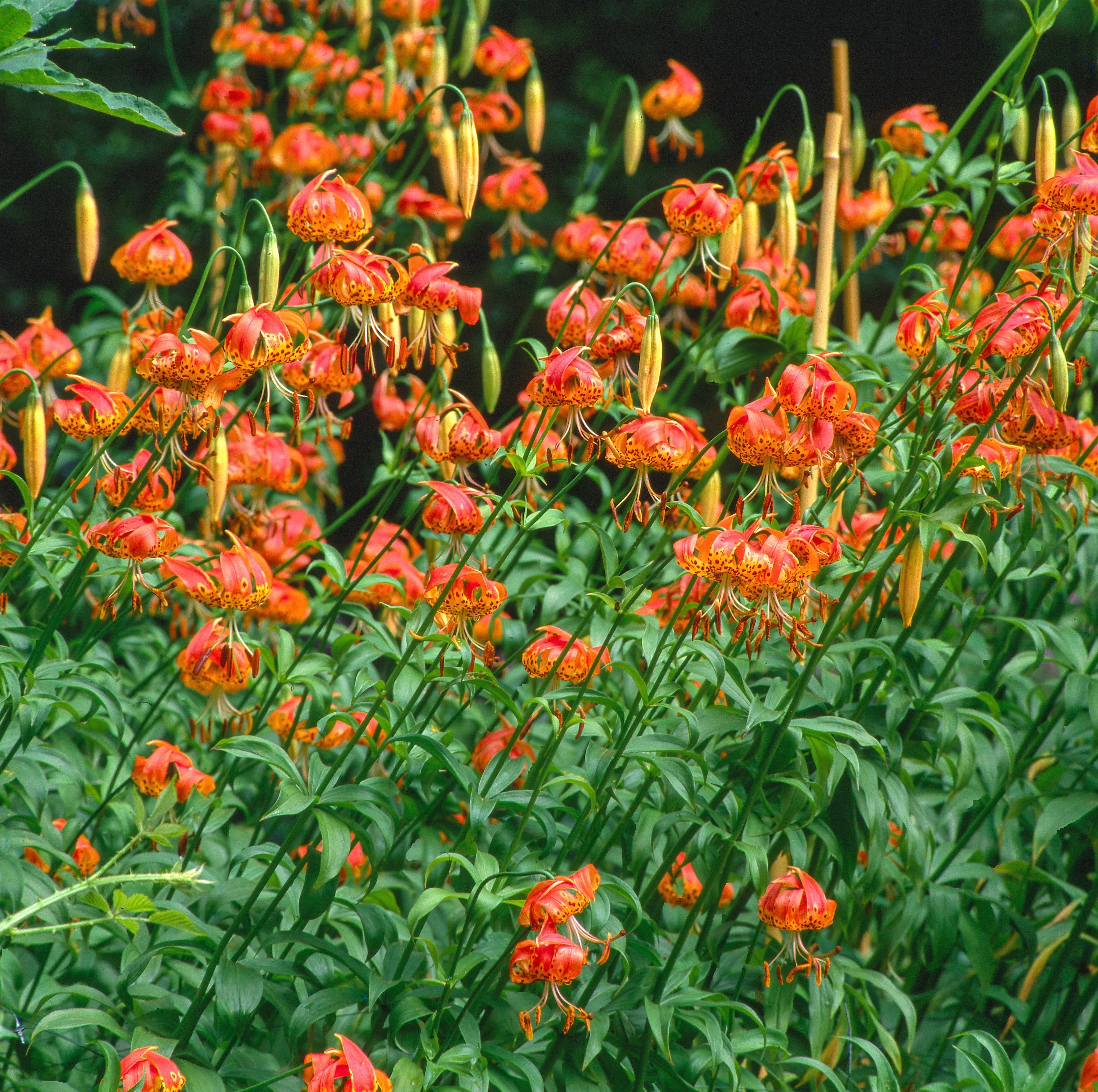 10-leopard-lily-california-tiger-lily-panther-lilium-pardalinum-yellow-orange-re 10 LEOPARD LILY California Tiger Lily Panther Lilium Pardalinum Yellow Orange Red Spotted Native Flower Seeds