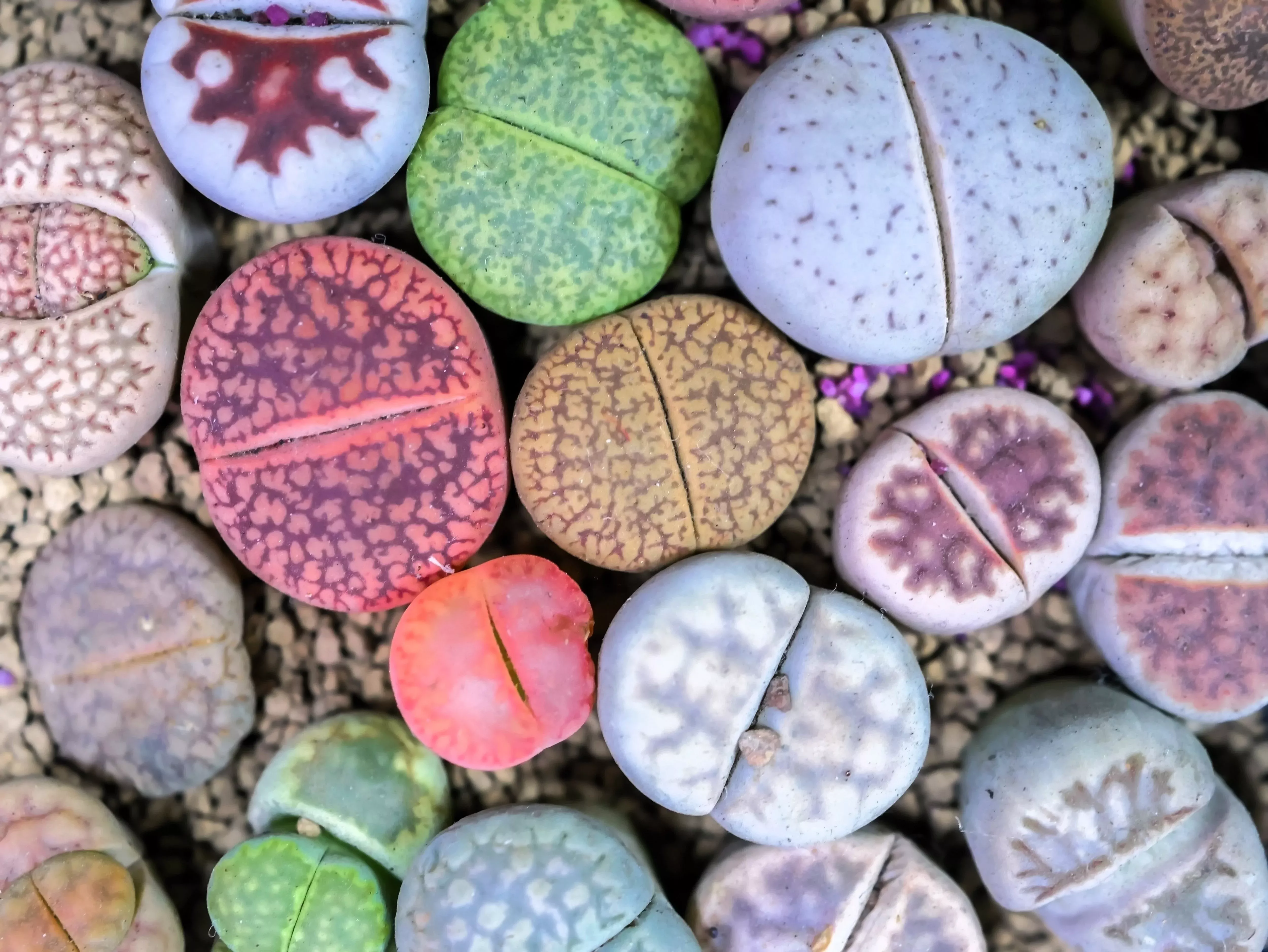 10-living-stone-lithops-mixed-colors-pebble-houseplant-flower-seeds 10 LIVING STONE / LITHOPS Mixed Colors Pebble Houseplant Flower Seeds