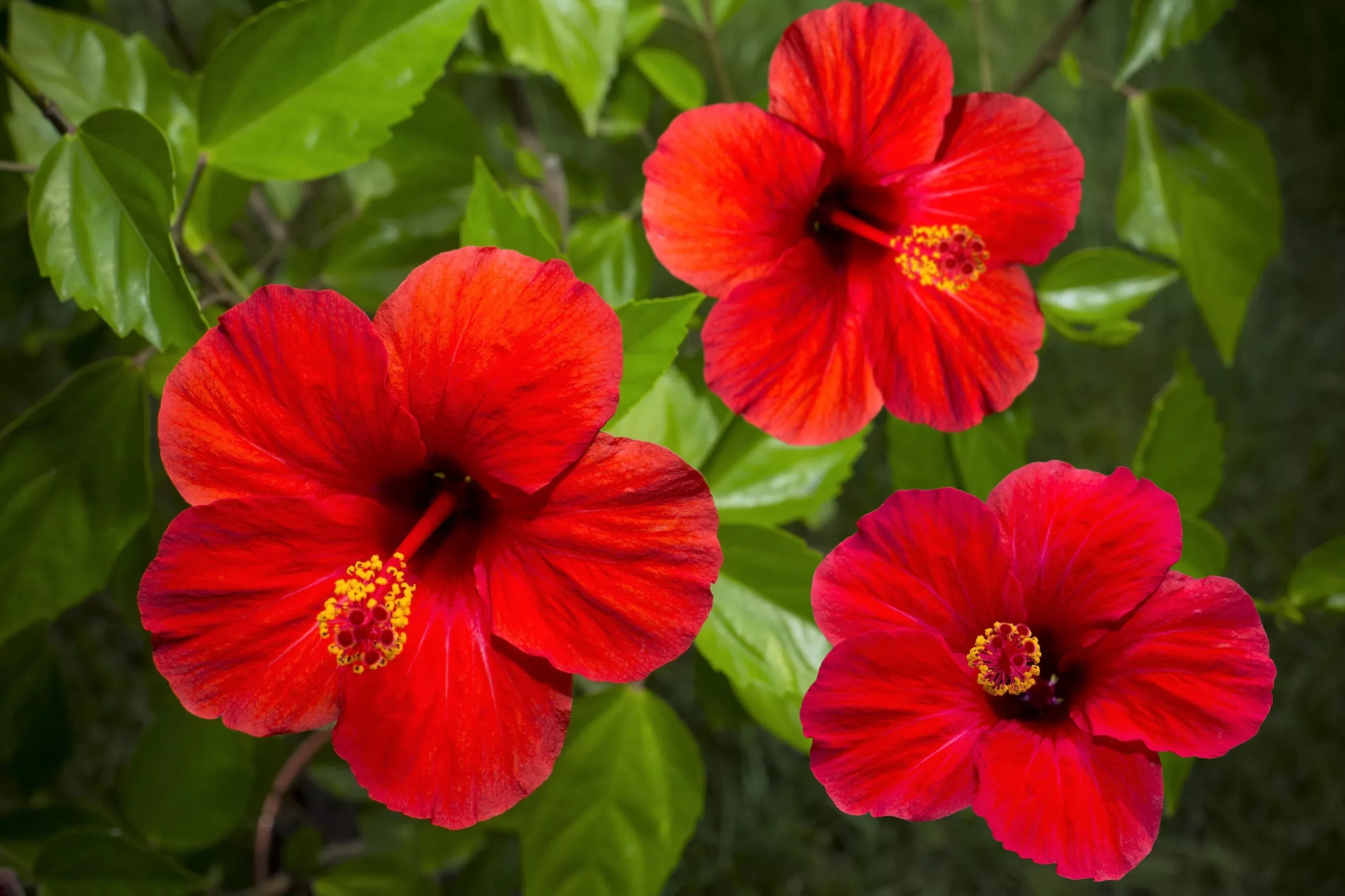 10-luna-red-hardy-hibiscus-hibiscus-moscheutos-balhibred-flower-seeds 10 Luna RED HARDY HIBISCUS Hibiscus Moscheutos Balhibred Flower Seeds
