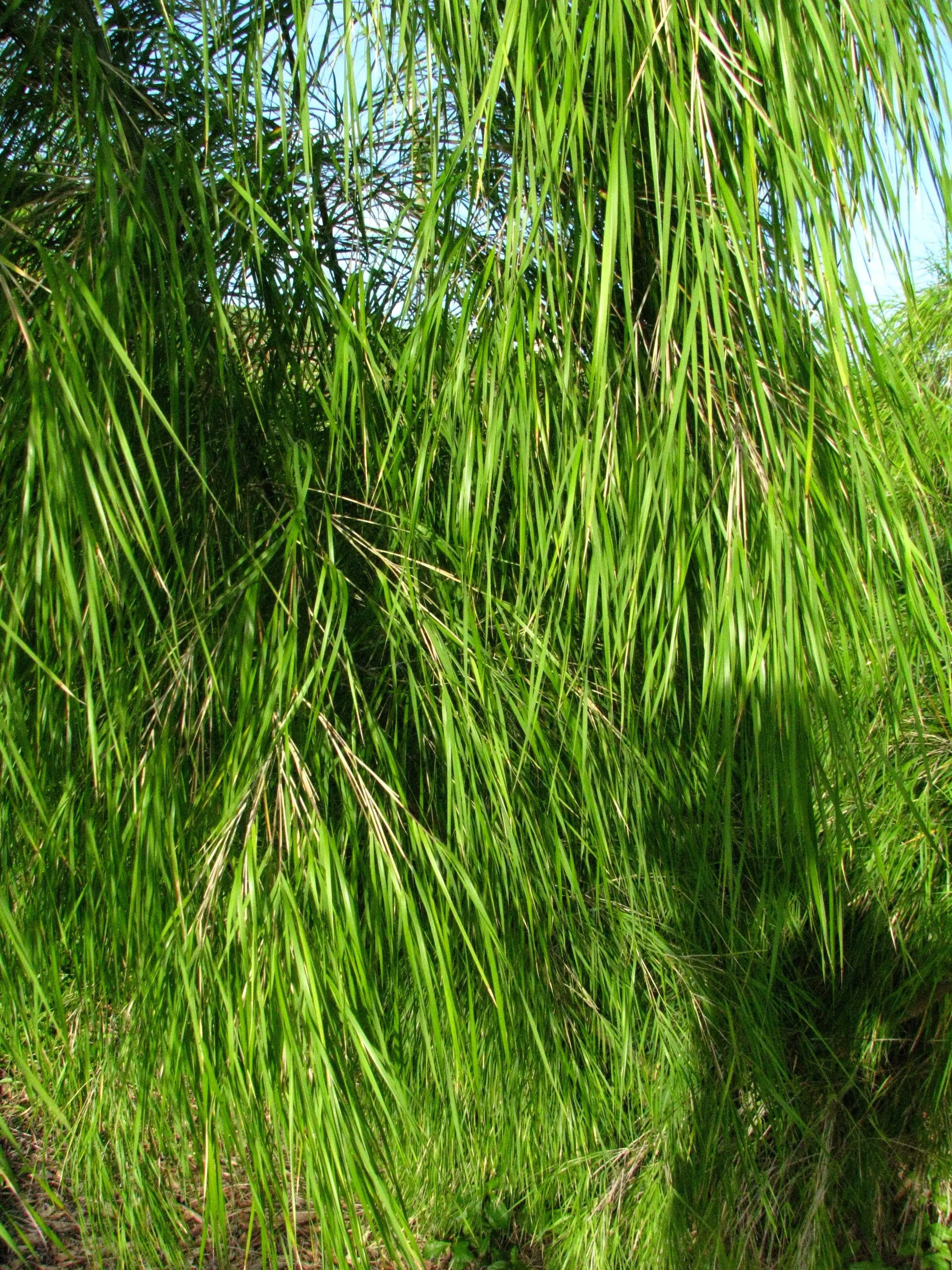10-mexican-weeping-bamboo-otatea-acuminata-rare-seeds 10 MEXICAN WEEPING BAMBOO Otatea Acuminata Rare Seeds