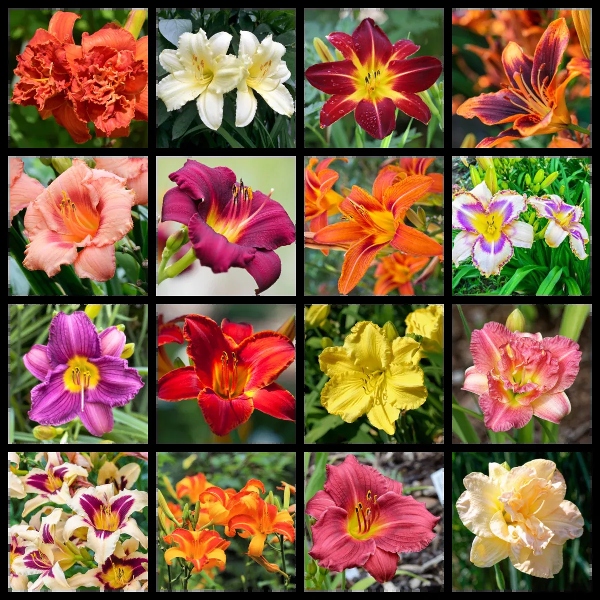 10-mixed-colors-daylily-hemerocallis-day-lily-fine-mix-red-purple-flower-seeds 10 MIXED COLORS DAYLILY Hemerocallis Day Lily Fine Mix Red Purple Flower Seeds