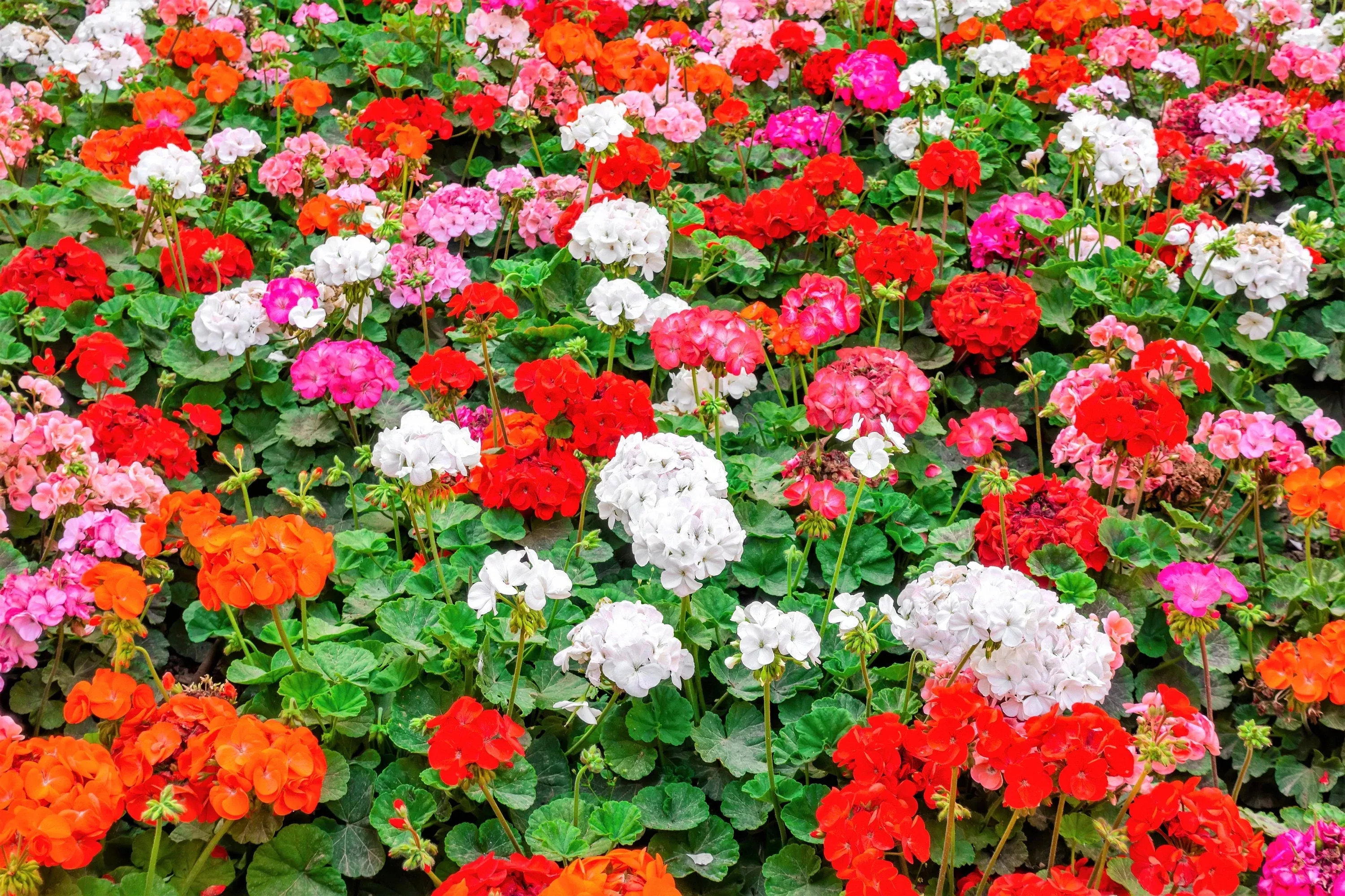10-mixed-colors-geranium-pelargonium-zonale-pink-purple-white-red-salmon-flower- 10 MIXED COLORS GERANIUM Pelargonium Zonale Pink, Purple, White, Red, & Salmon Flower Seeds