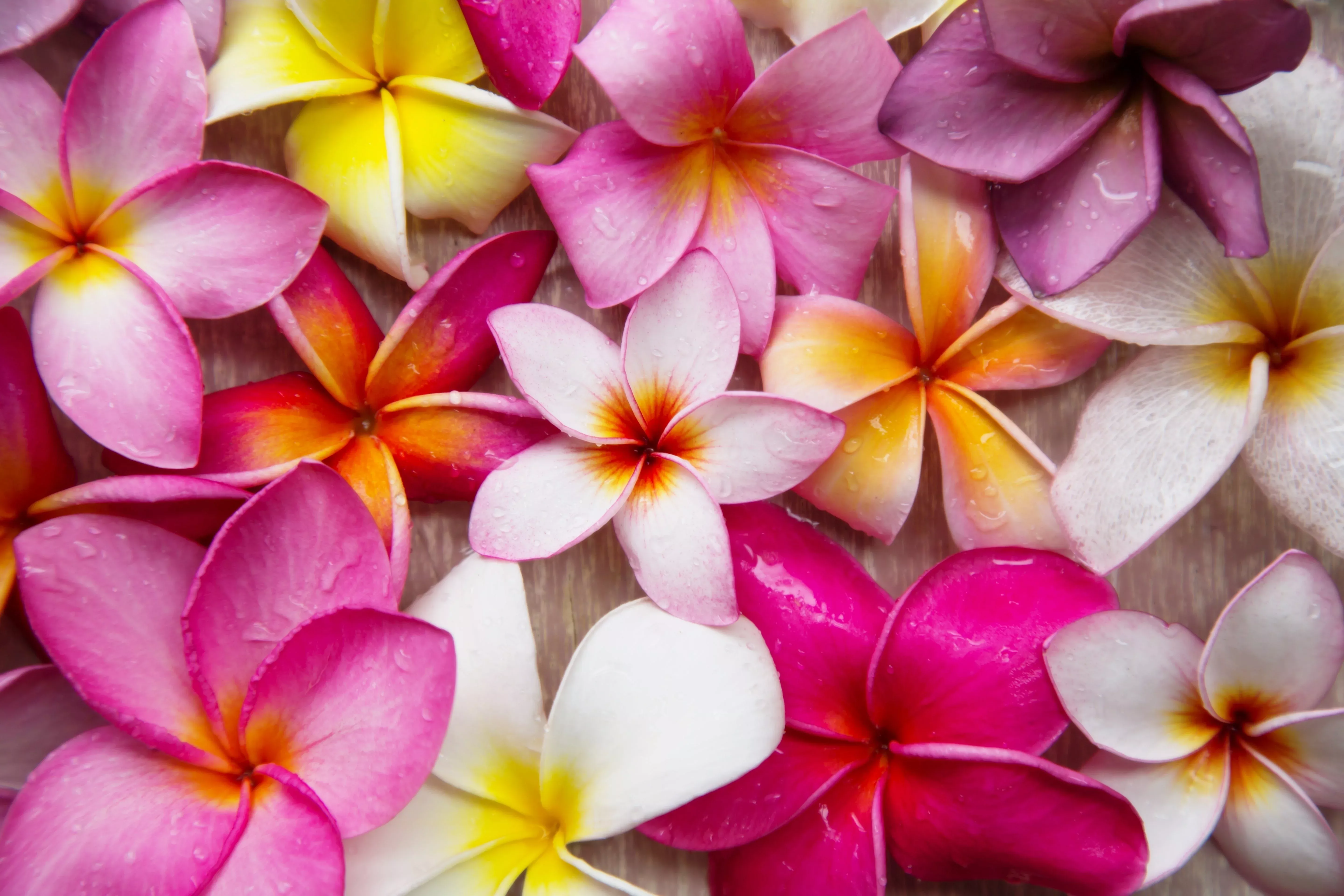 10-mixed-colors-plumeria-seeds-lei-flower-frangipani-mix-fragrant-shrub-small-tr 10 MIXED COLORS PLUMERIA Seeds - Lei Flower Frangipani Mix Fragrant Shrub Small Tree Pink Red Yellow White Peach Two Tone