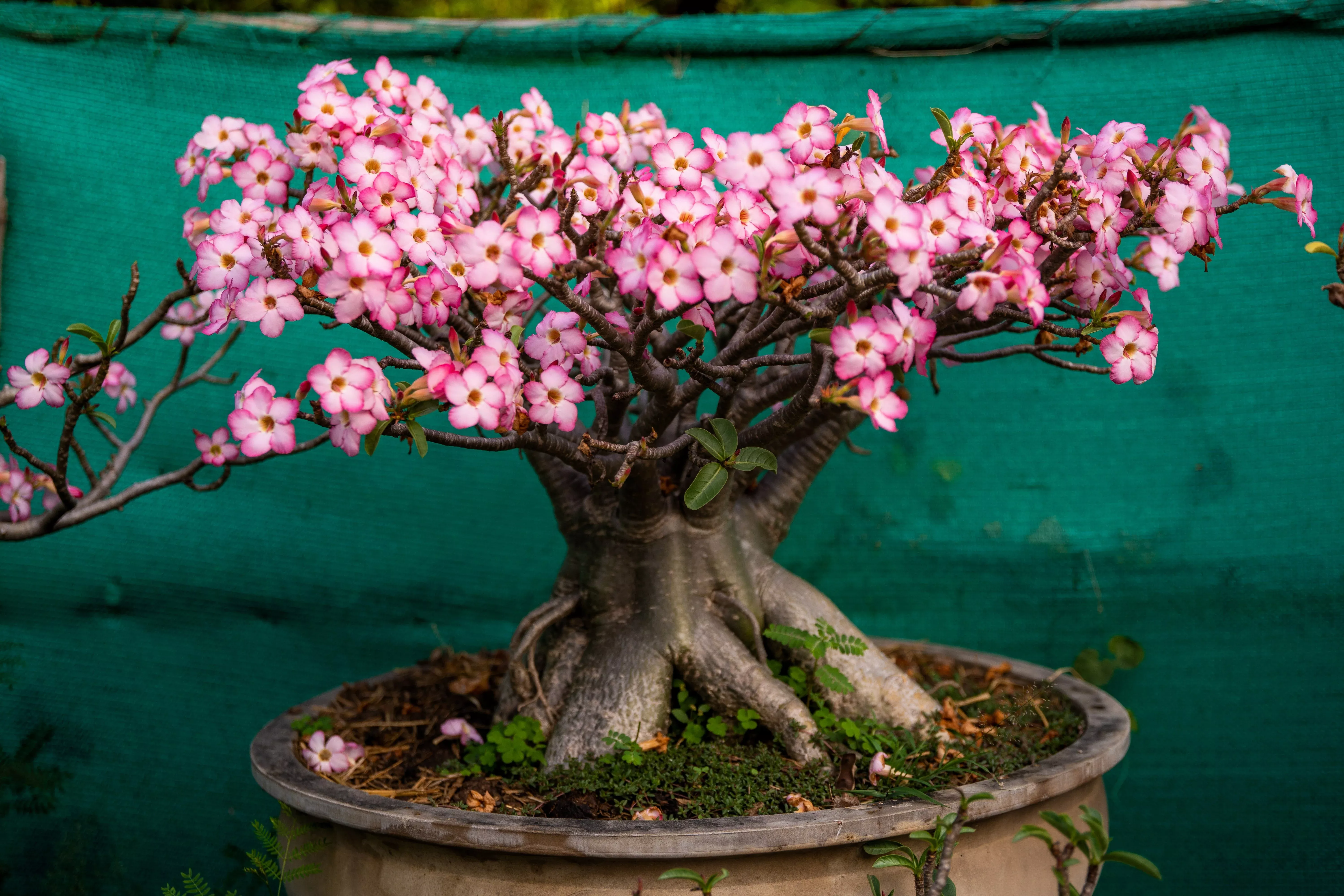 10-mixed-desert-rose-adenium-obesum-african-houseplant-flower-seeds 10 Mixed DESERT ROSE / ADENIUM Obesum African Houseplant Flower Seeds