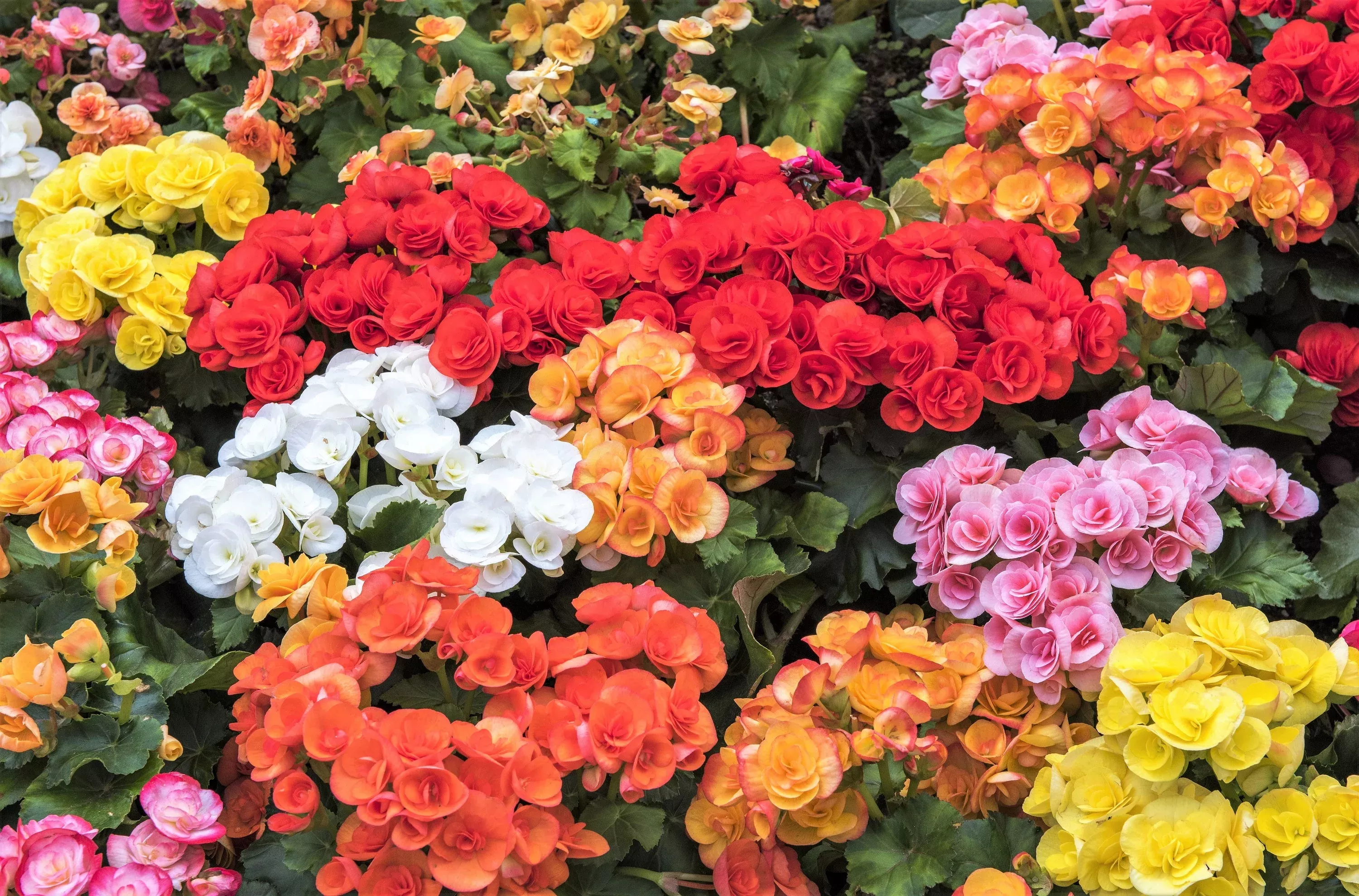 10-mixed-double-begonia-tuberosa-tuberous-begonia-red-pink-white-yellow-orange-s 10 MIXED DOUBLE BEGONIA Tuberosa Tuberous Begonia Red Pink White Yellow Orange Shade Flower Seeds