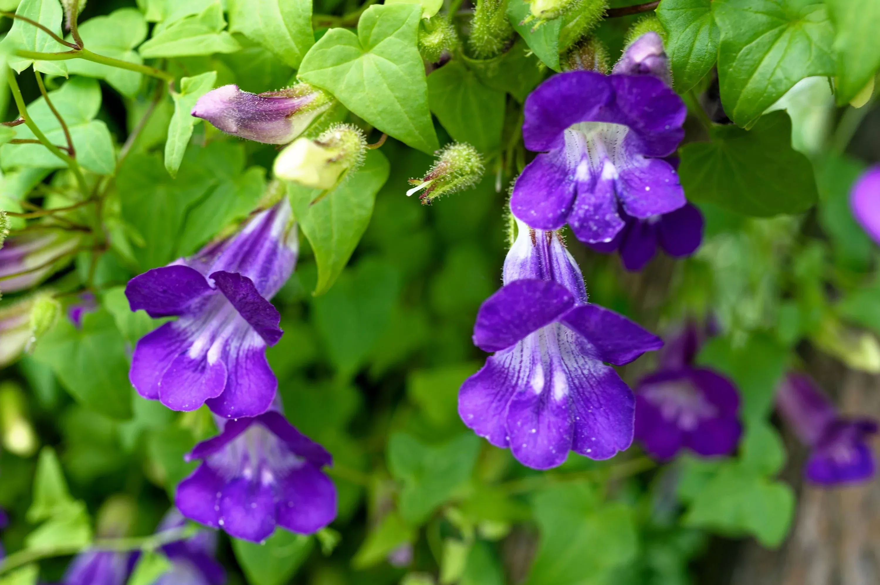 10-mixed-dragonsnap-vine-asarina-scandens-climbing-snapdragon-pink-blue-red-whit 10 MIXED DRAGONSNAP VINE Asarina Scandens Climbing Snapdragon Pink Blue Red White Flower Seeds