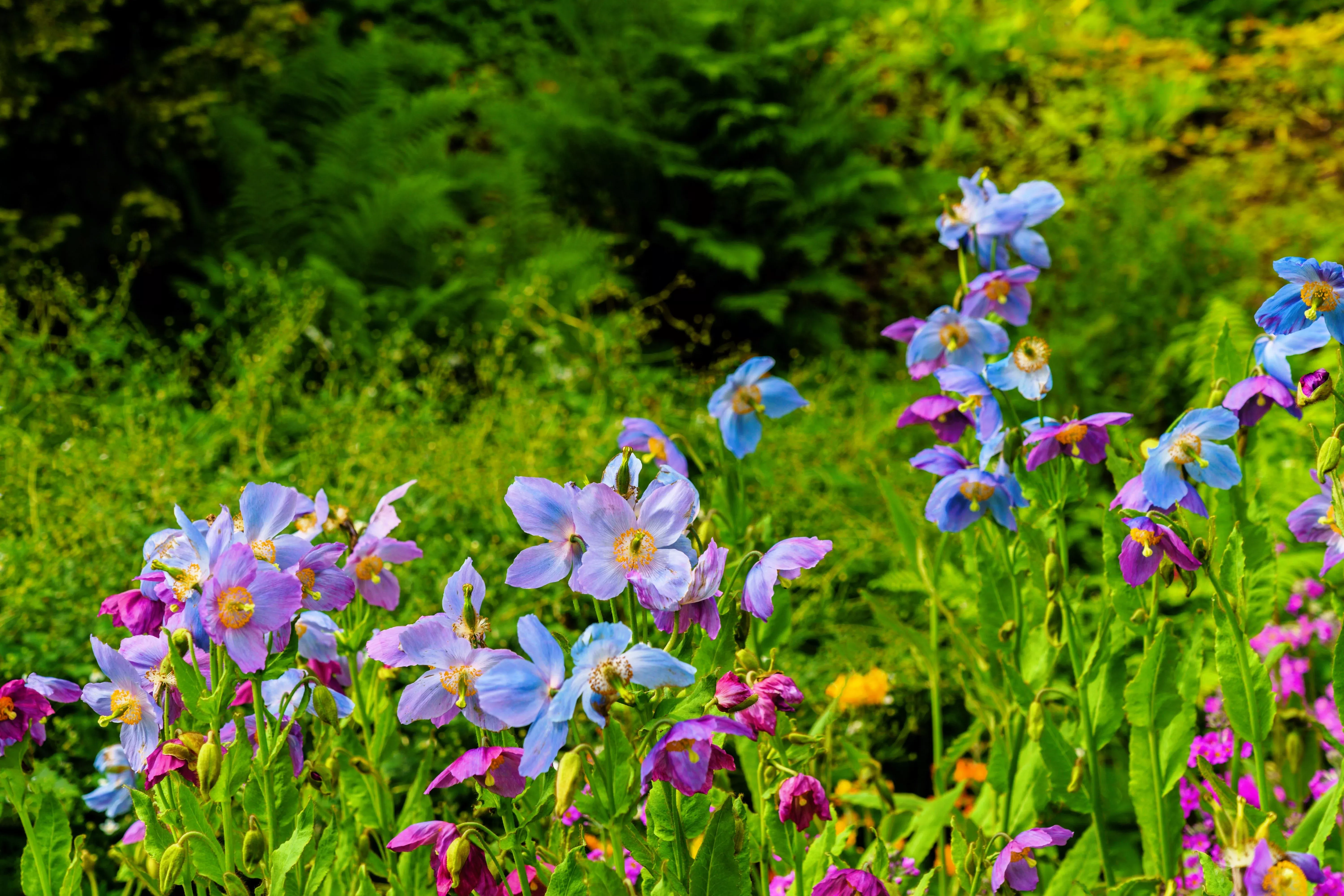 10-mixed-himalayan-poppy-blue-red-violet-meconopsis-napaulensis-mix-flower-seeds 10 MIXED HIMALAYAN POPPY Blue Red Violet Meconopsis Napaulensis Mix Flower Seeds