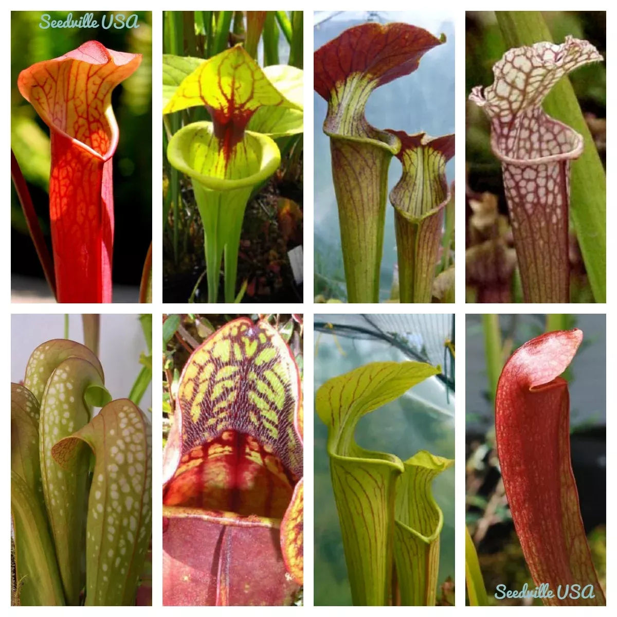 10-mixed-pitcher-plant-sarracenia-carnivorous-red-purple-yellow-white-flower-see 10 MIXED PITCHER PLANT Sarracenia Carnivorous Red Purple Yellow White Flower Seeds