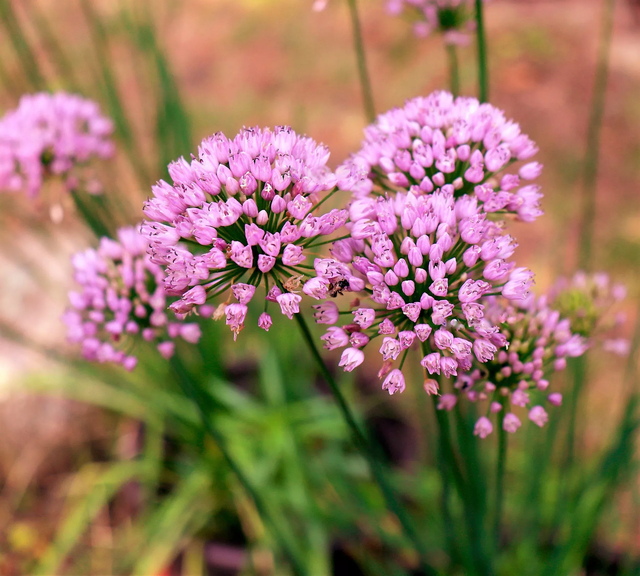 10-mouse-garlic-allium-angulosum-wild-garlic-pink-flower-herb-seeds 10 MOUSE GARLIC Allium Angulosum Wild Garlic Pink Flower Herb Seeds