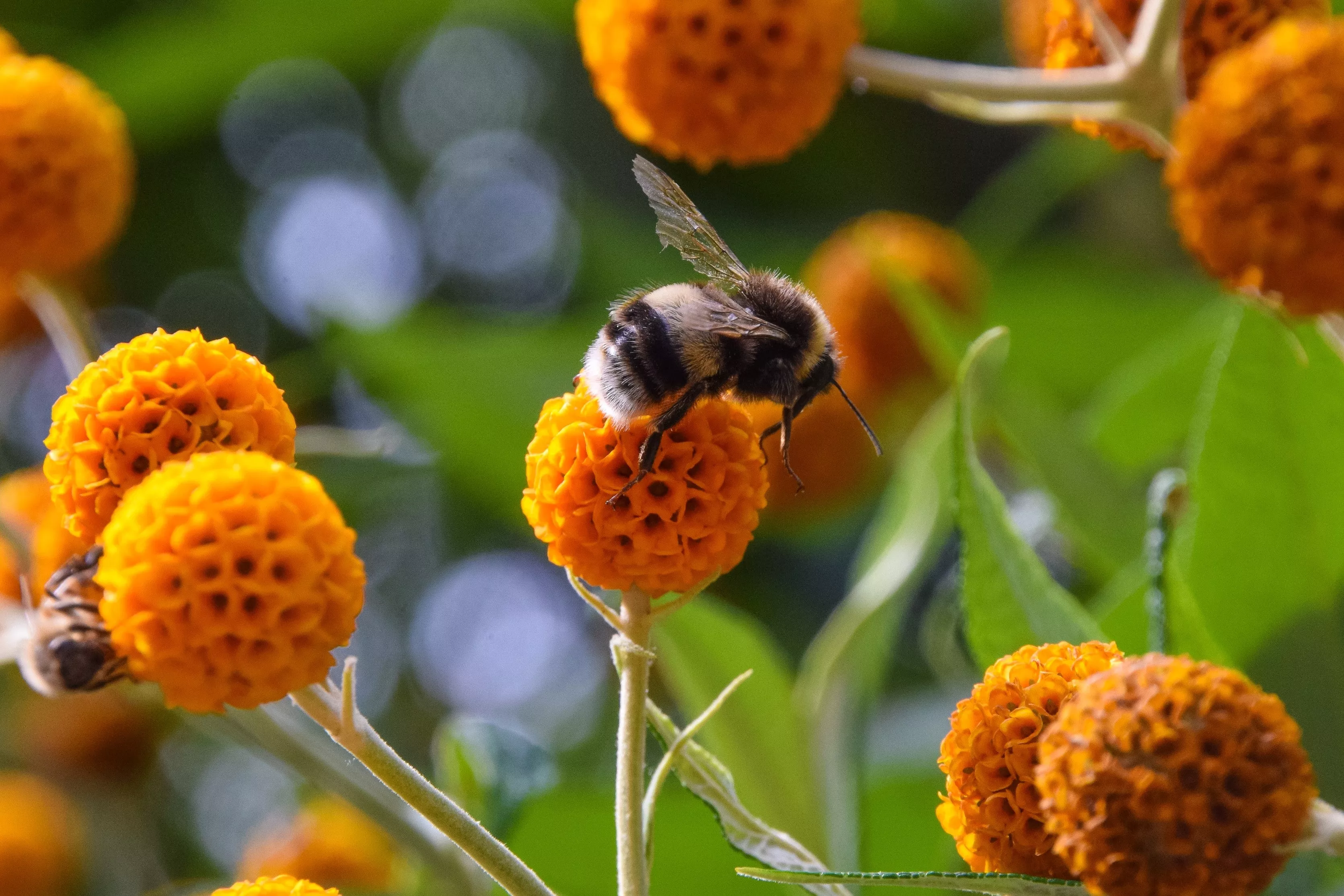 10-orange-ball-tree-golden-butterfly-bush-buddleja-globosa-shrub-flower-seeds 10 ORANGE BALL TREE / Golden Butterfly Bush Buddleja Globosa Shrub Flower Seeds