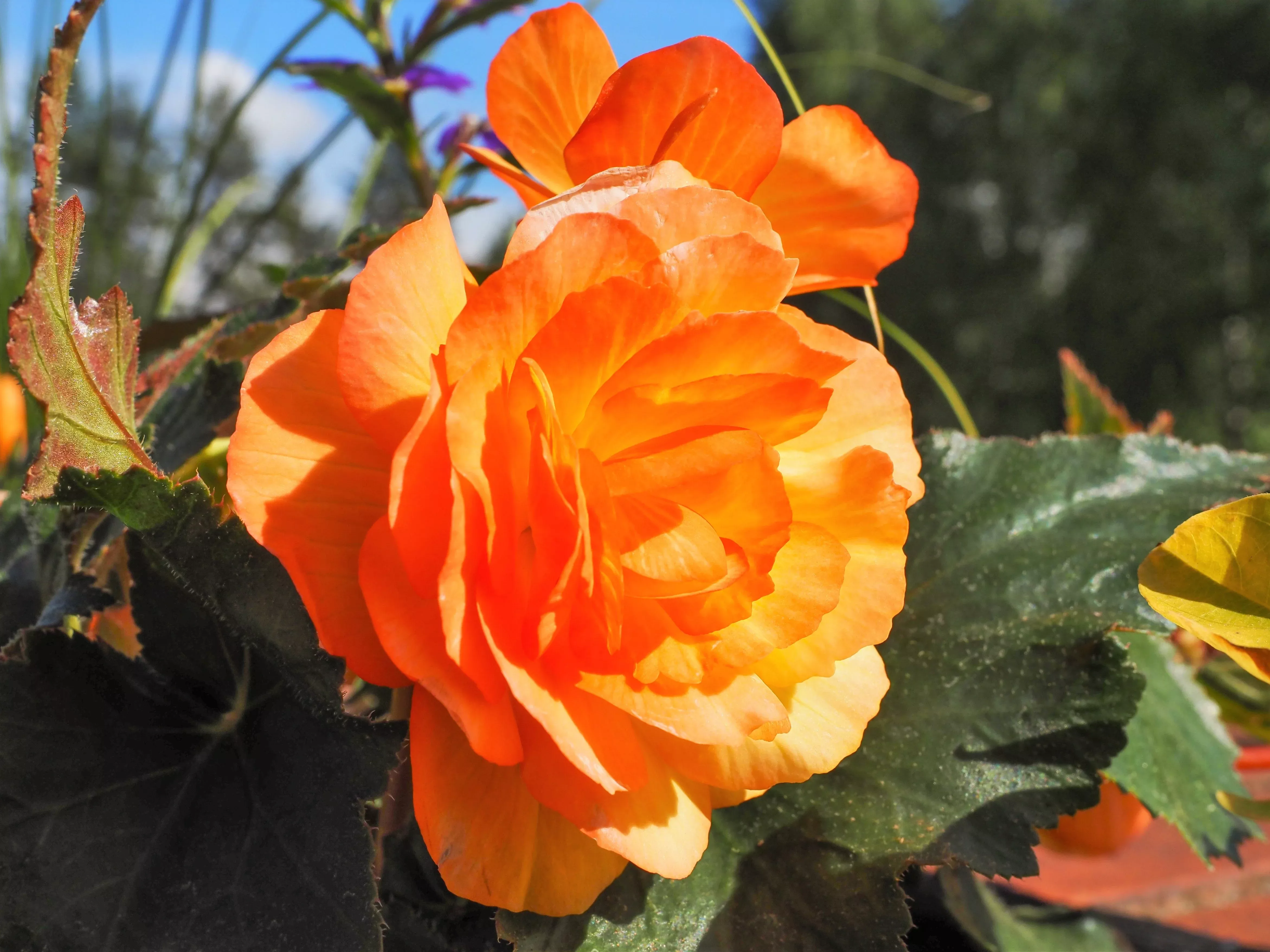 10-orange-double-begonia-tuberosa-tuberous-begonia-shade-flower-seeds 10 ORANGE DOUBLE BEGONIA Tuberosa Tuberous Begonia Shade Flower Seeds
