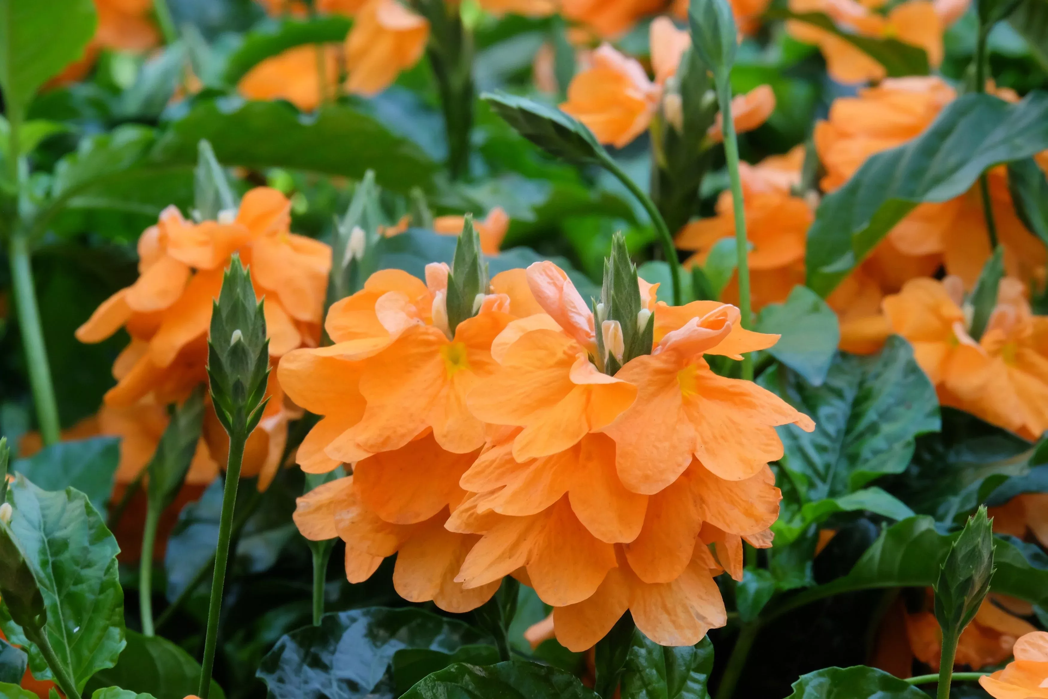 10-orange-marmalade-crossandra-infundibuliformis-firecracker-flower-houseplant-s 10 ORANGE MARMALADE CROSSANDRA Infundibuliformis Firecracker Flower Houseplant Seeds