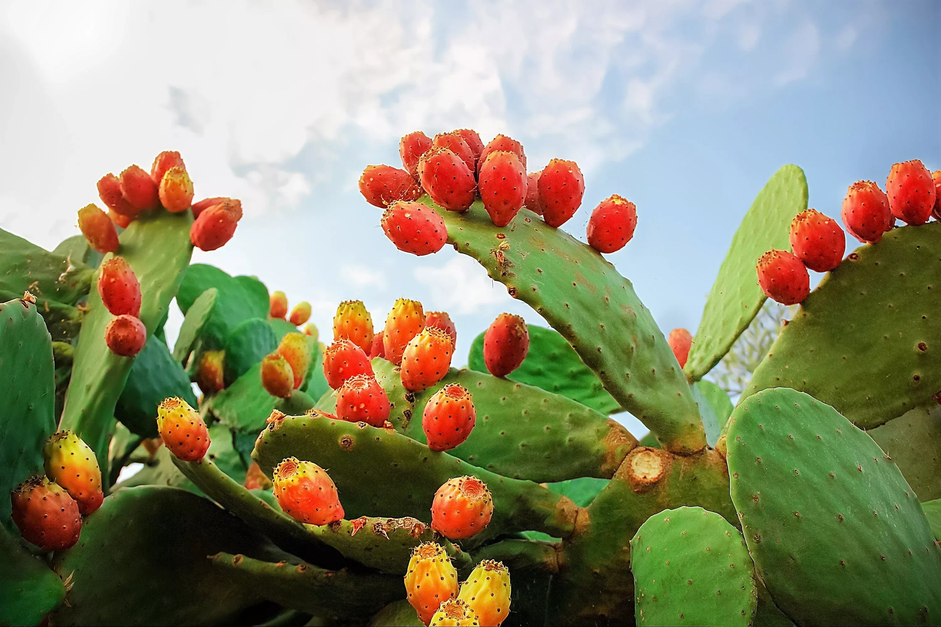 10-orange-prickly-pear-cactus-nopal-indian-fig-opuntia-ficus-indica-fruit-flower 10 Orange PRICKLY PEAR CACTUS Nopal Indian Fig Opuntia Ficus-Indica Fruit Flower Seeds