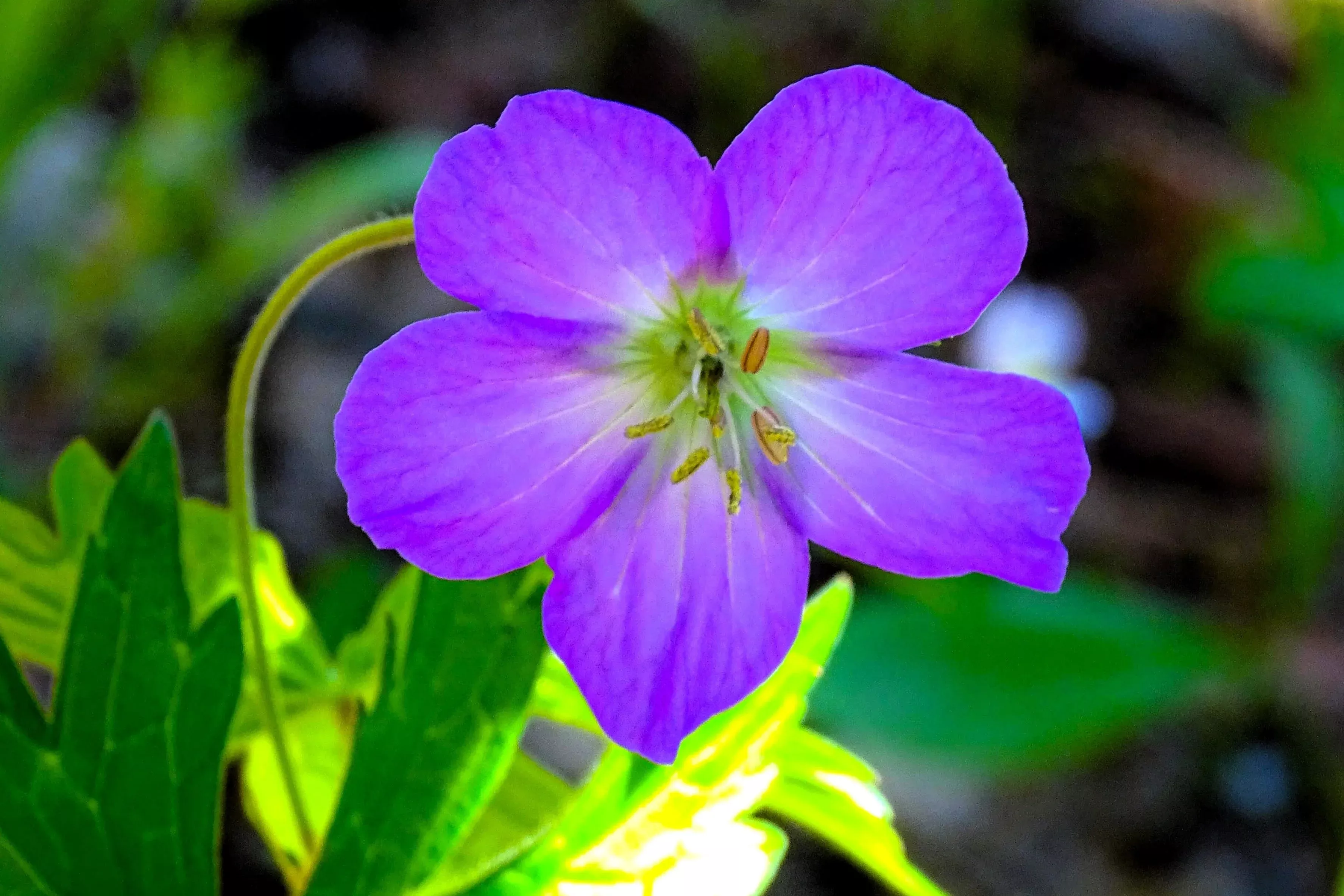 10-oregon-geranium-oreganum-cranesbill-purple-native-flower-herb-seeds 10 OREGON GERANIUM Oreganum Cranesbill Purple Native Flower Herb Seeds