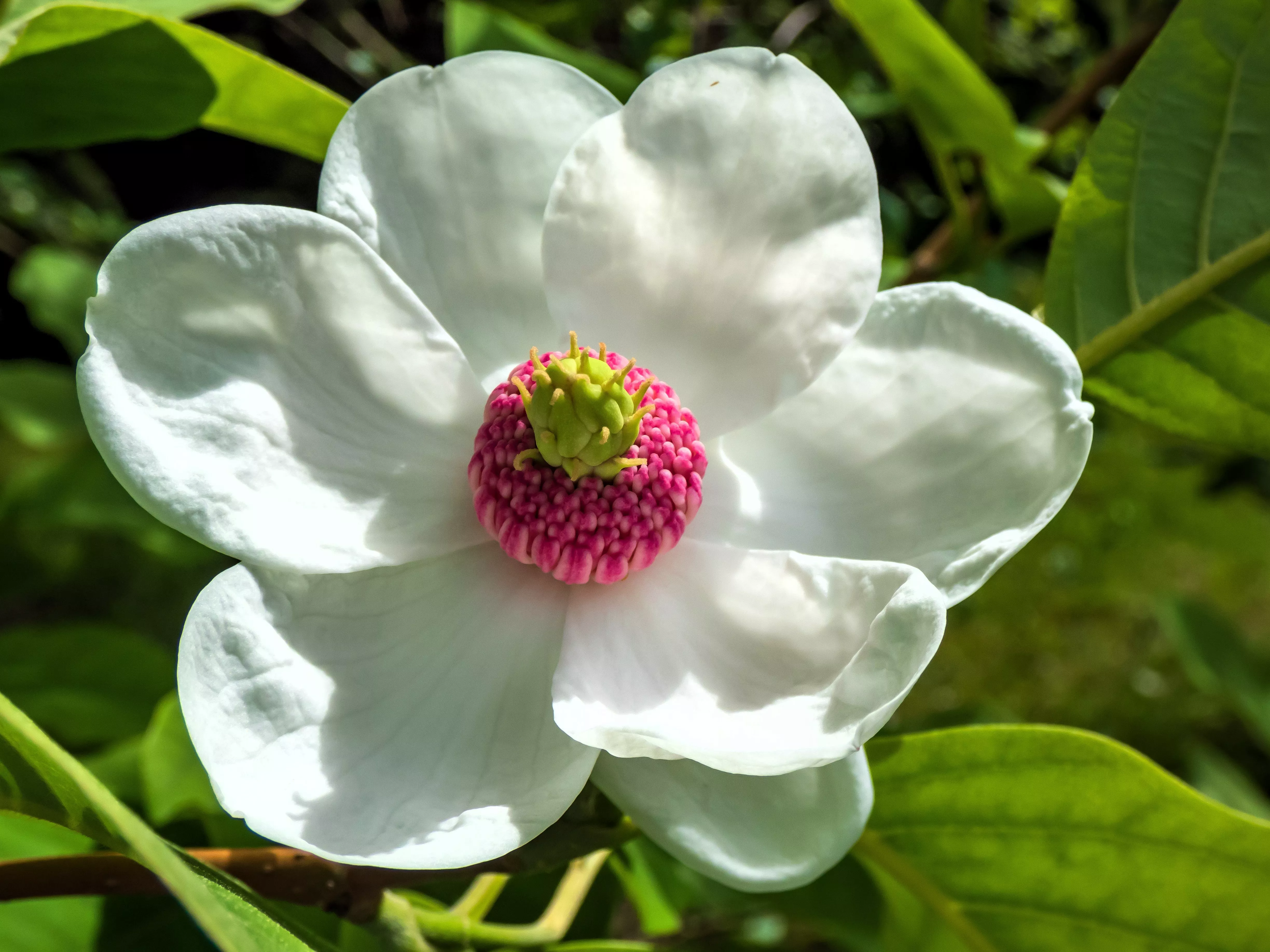 10-oyama-magnolia-tree-white-pink-flower-pink-pod-sieboldii-siebolds-shrub-seeds 10 OYAMA MAGNOLIA TREE White Pink Flower Pink Pod Sieboldii Siebolds Shrub Seeds
